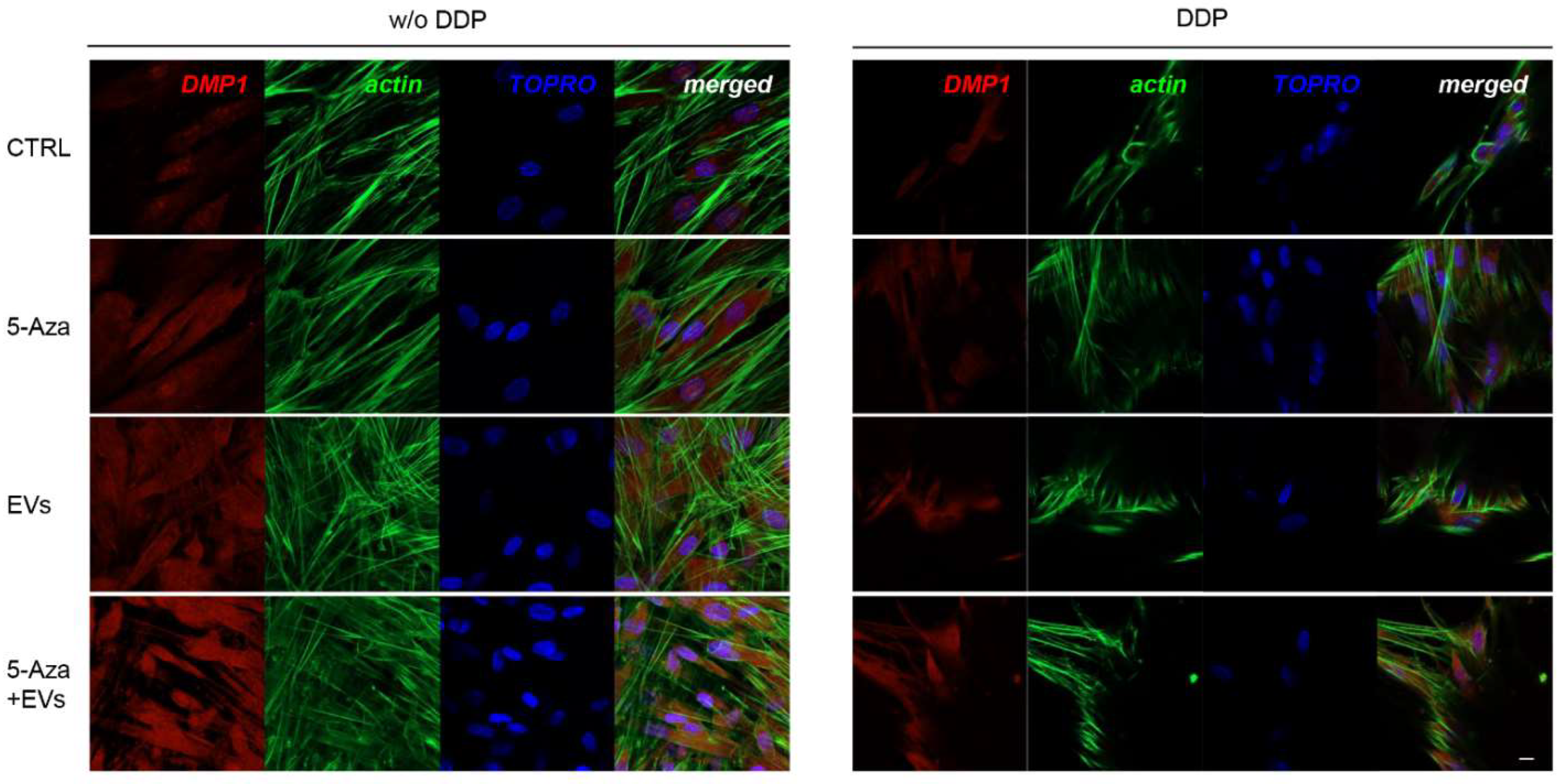 Biomedicines 10 00403 g007