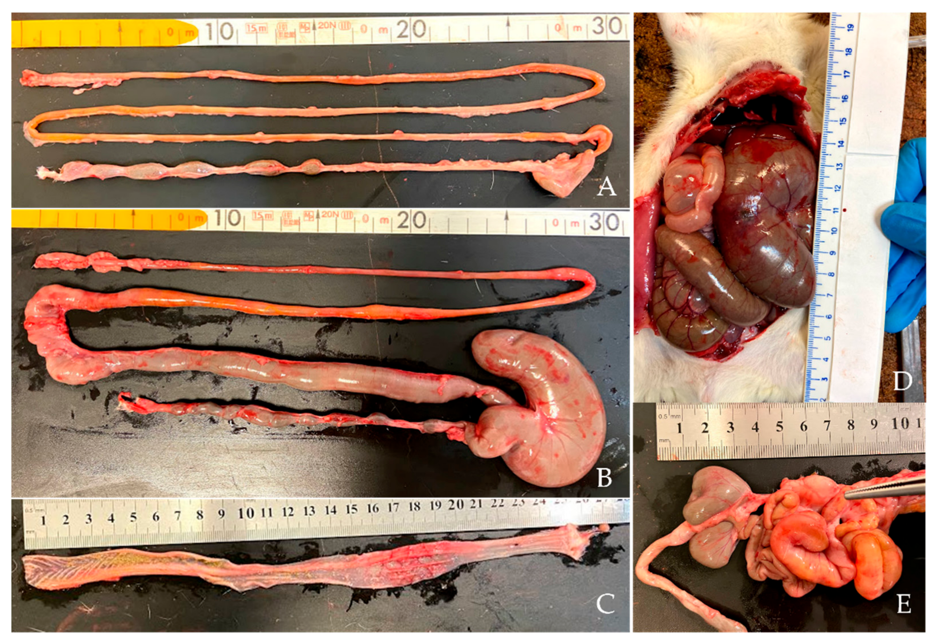 Biomedicines 10 00409 g002