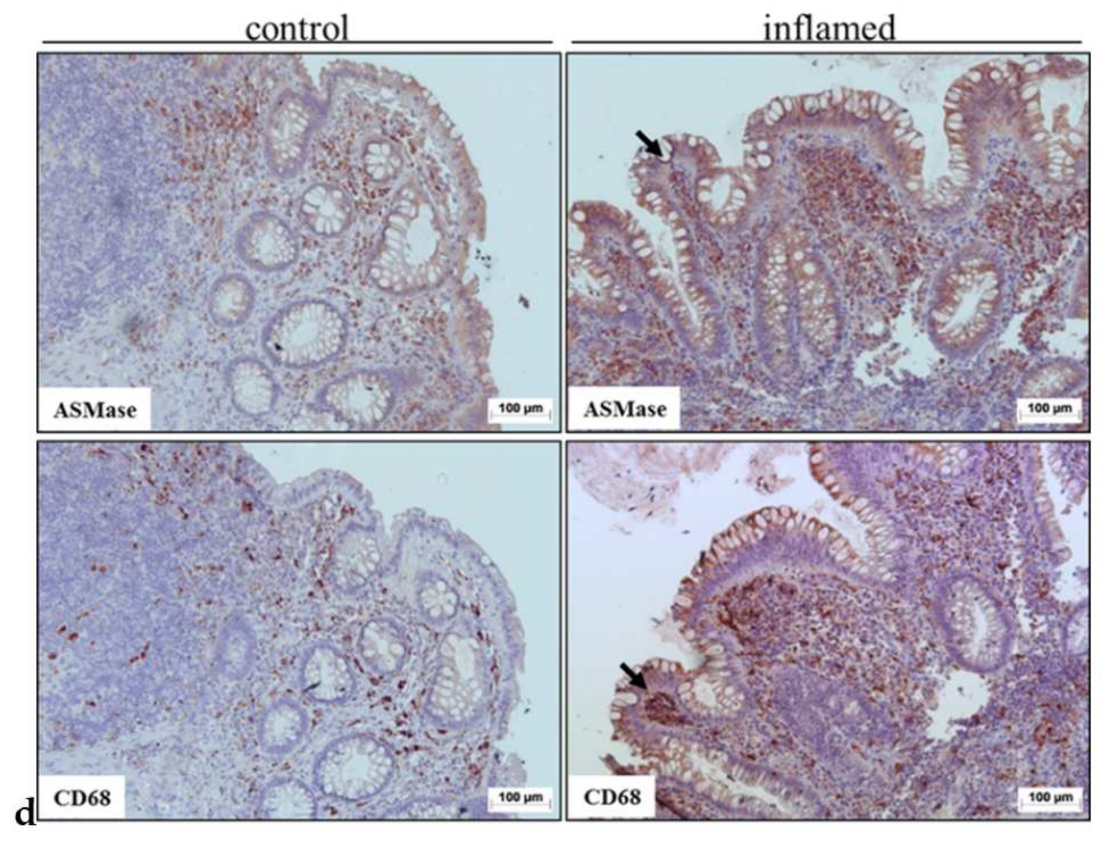 Biomedicines 10 00413 g003b