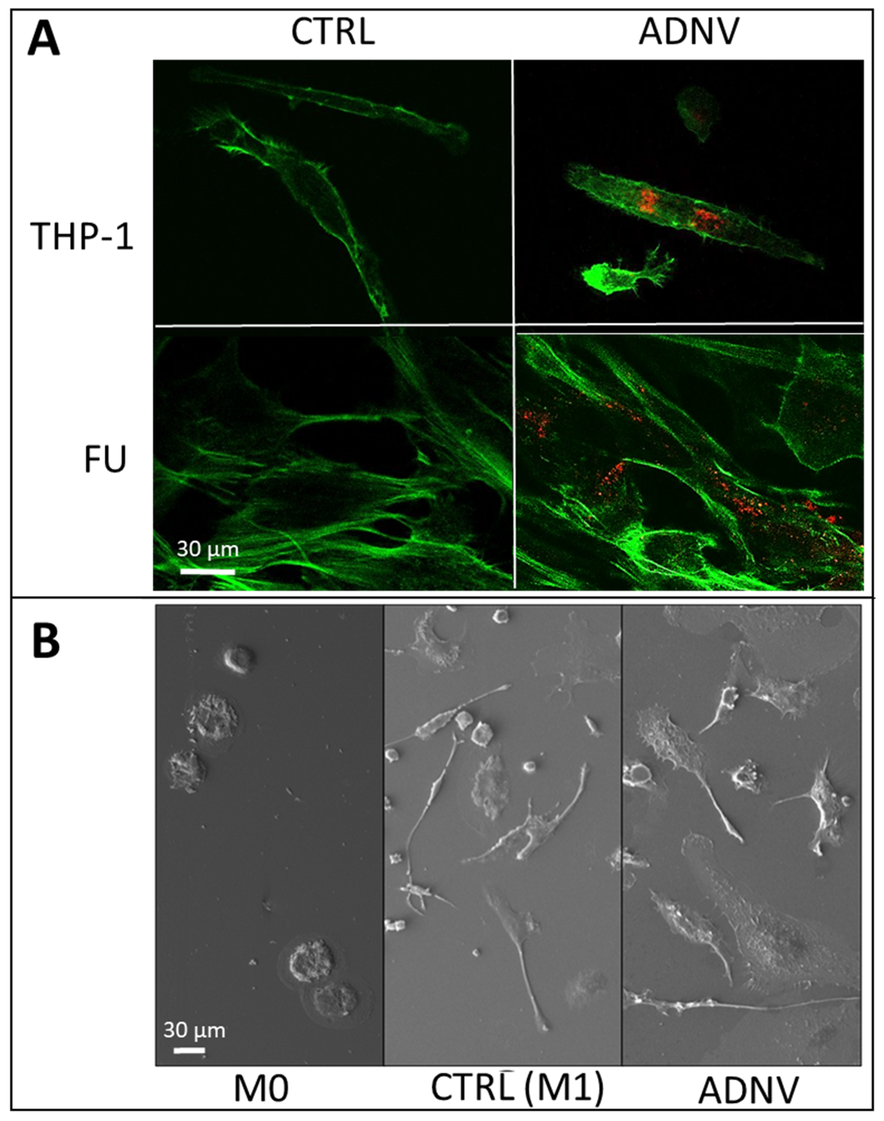 Biomedicines 10 00415 g002a