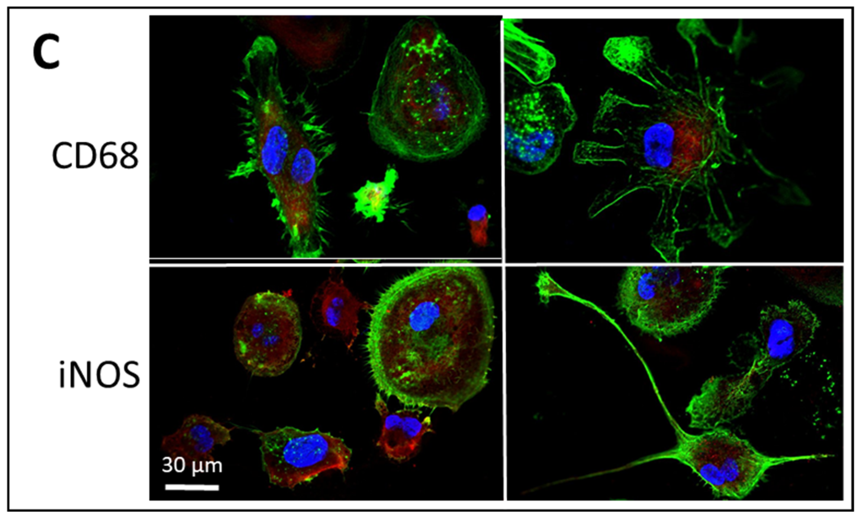 Biomedicines 10 00415 g002b