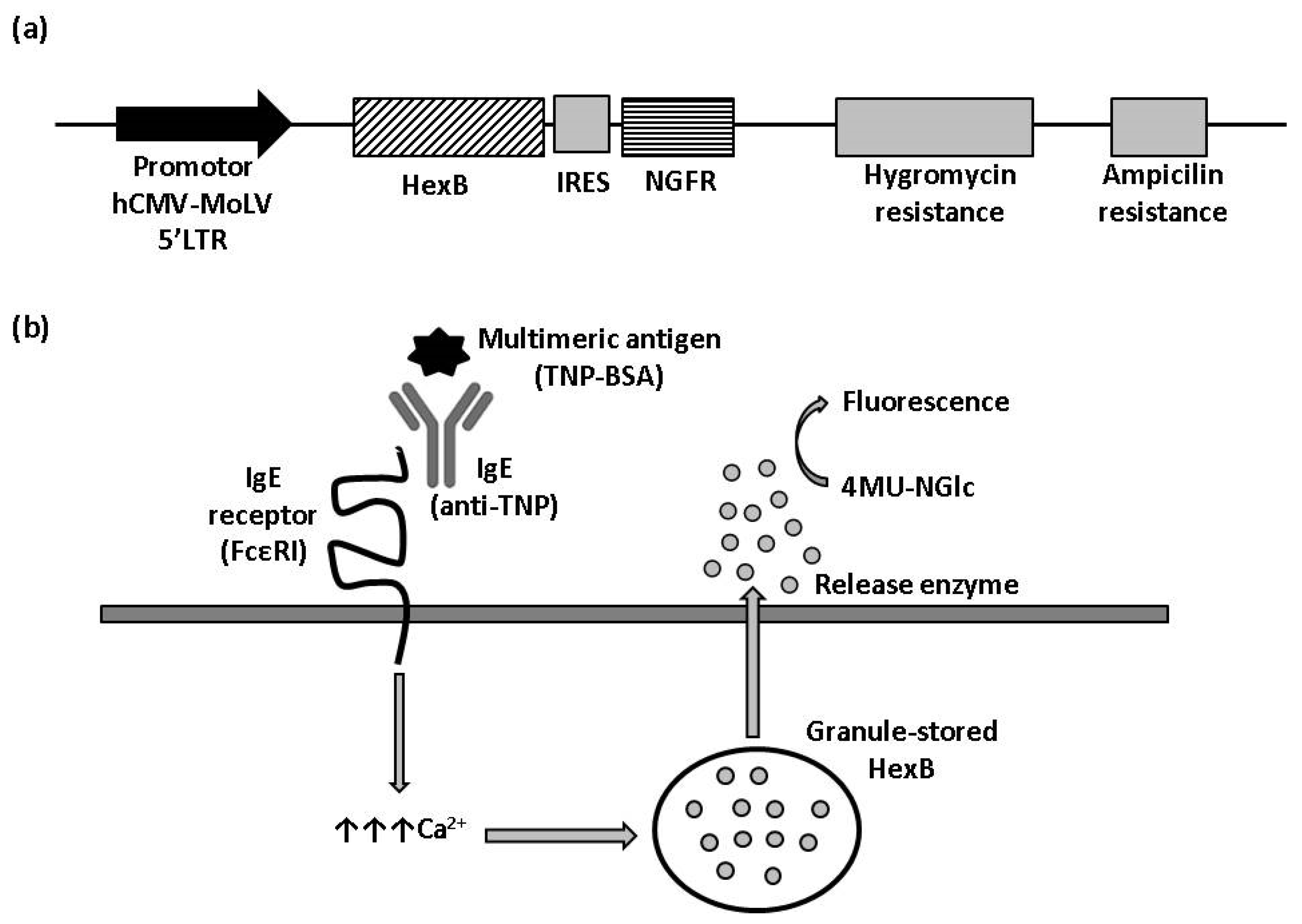 Biomedicines 10 00422 g001