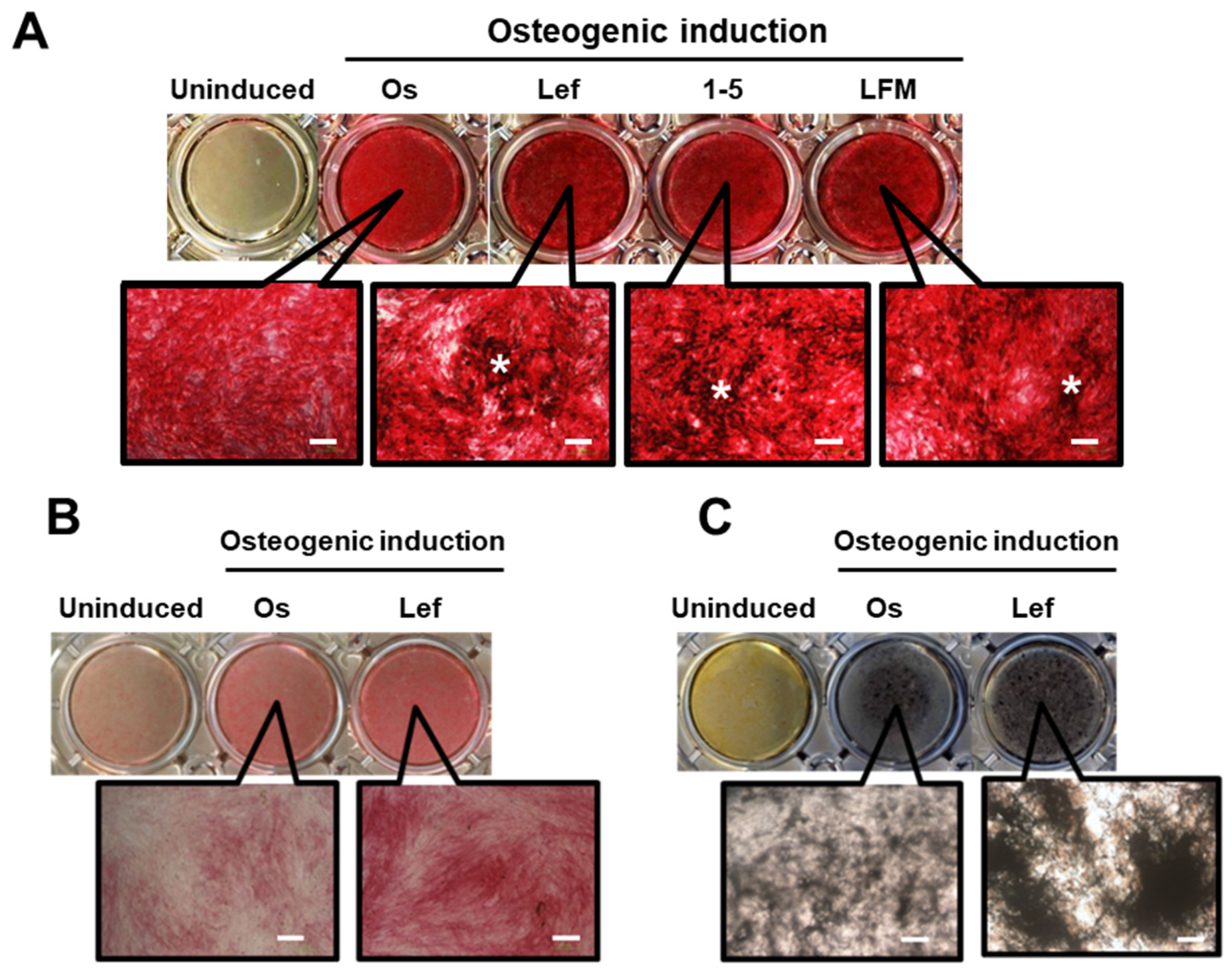 Biomedicines 10 00426 g004 Biomedicines 10 00426 g004