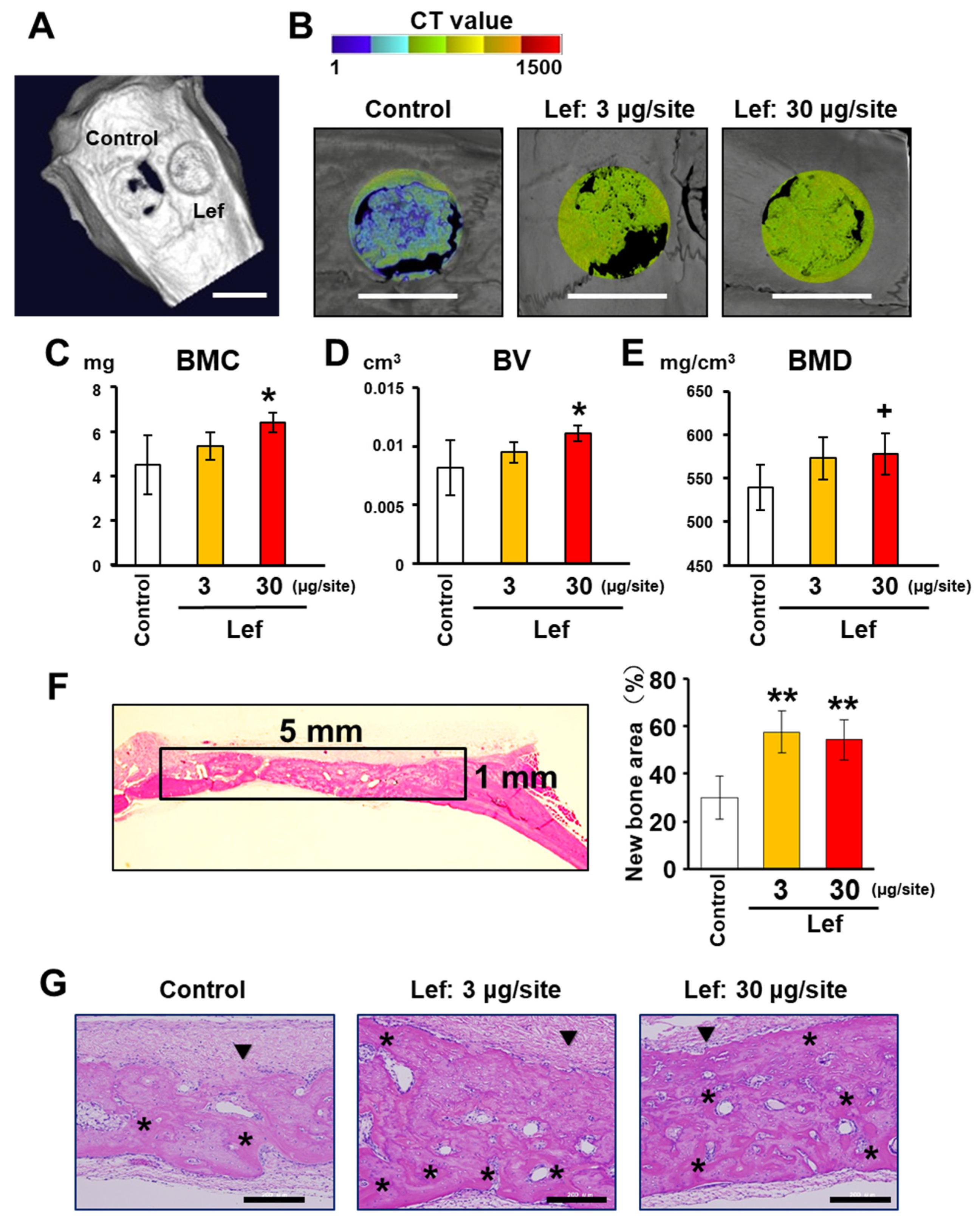 Biomedicines 10 00426 g005 Biomedicines 10 00426 g005