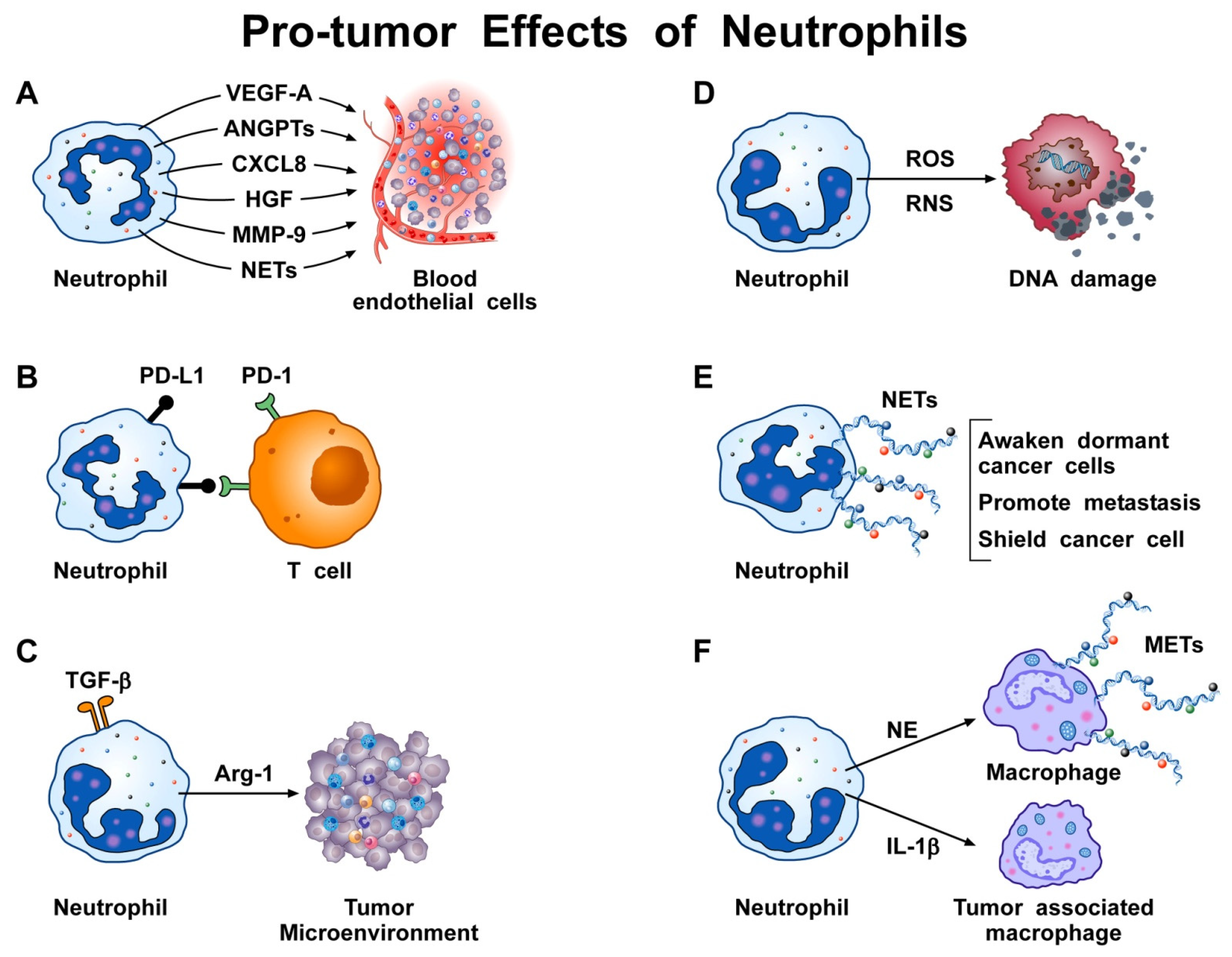 Biomedicines 10 00431 g001