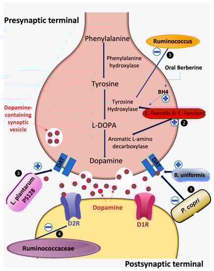 Biomedicines 10 00436 g001 550