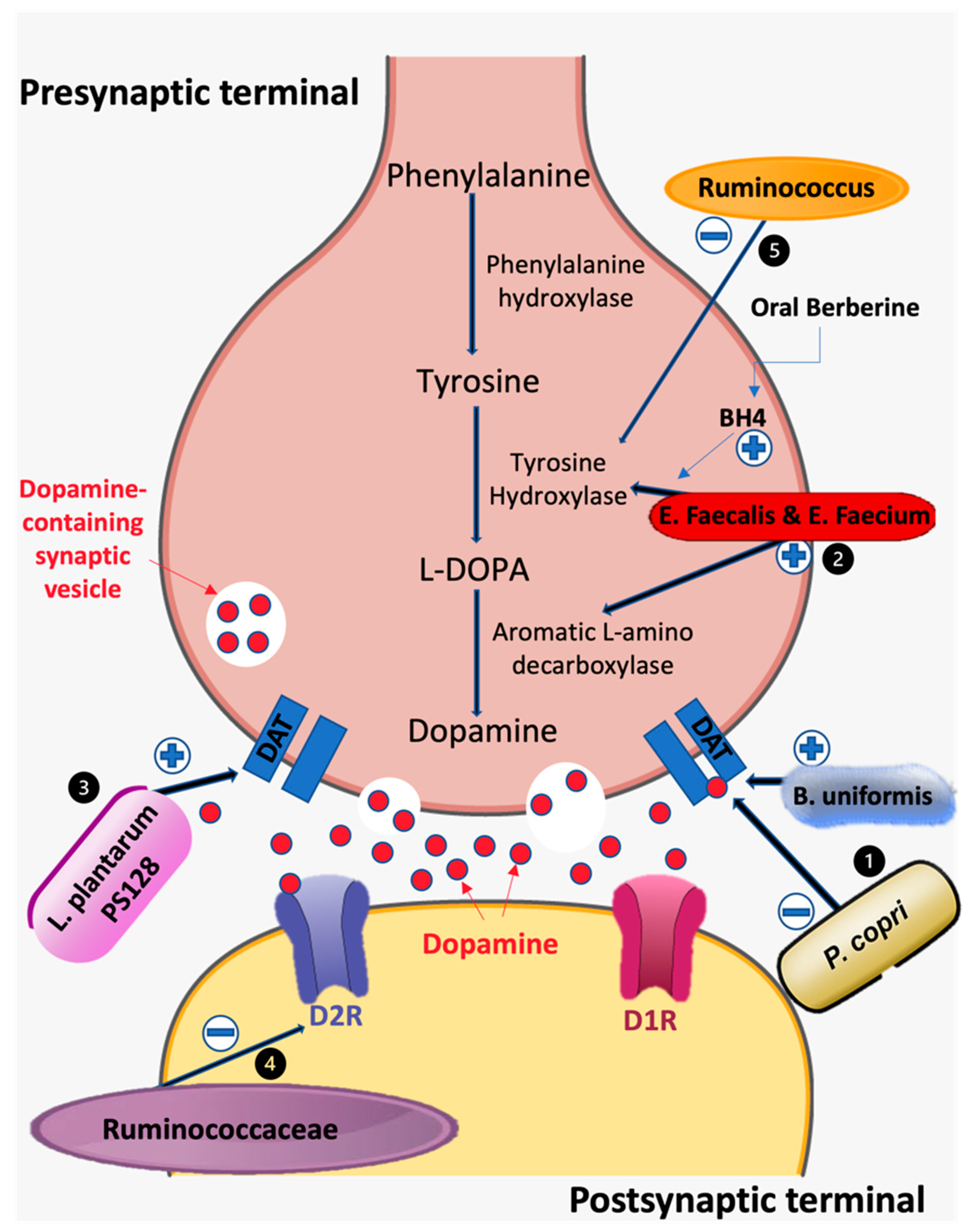 Biomedicines 10 00436 g001