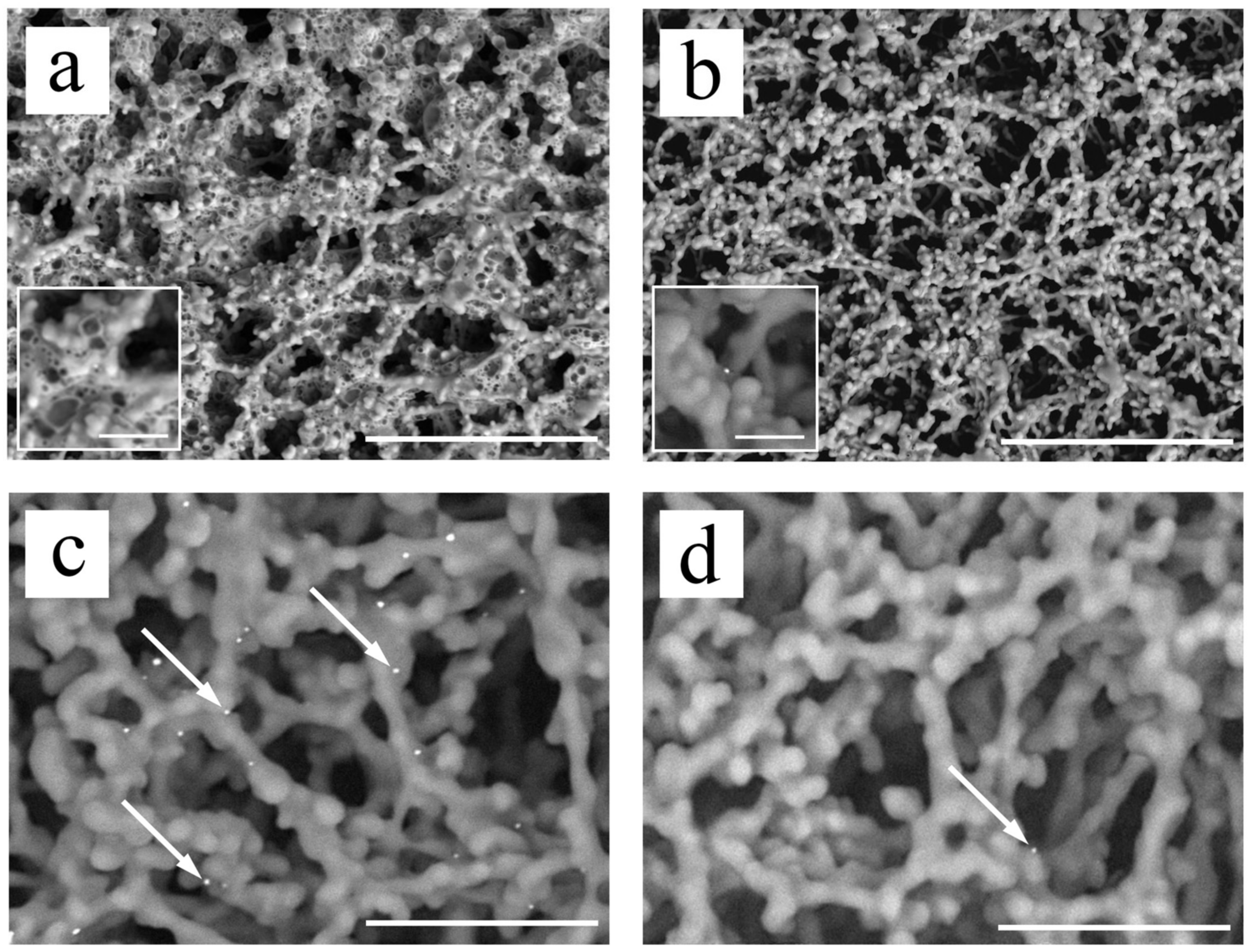 Biomedicines 10 00447 g002