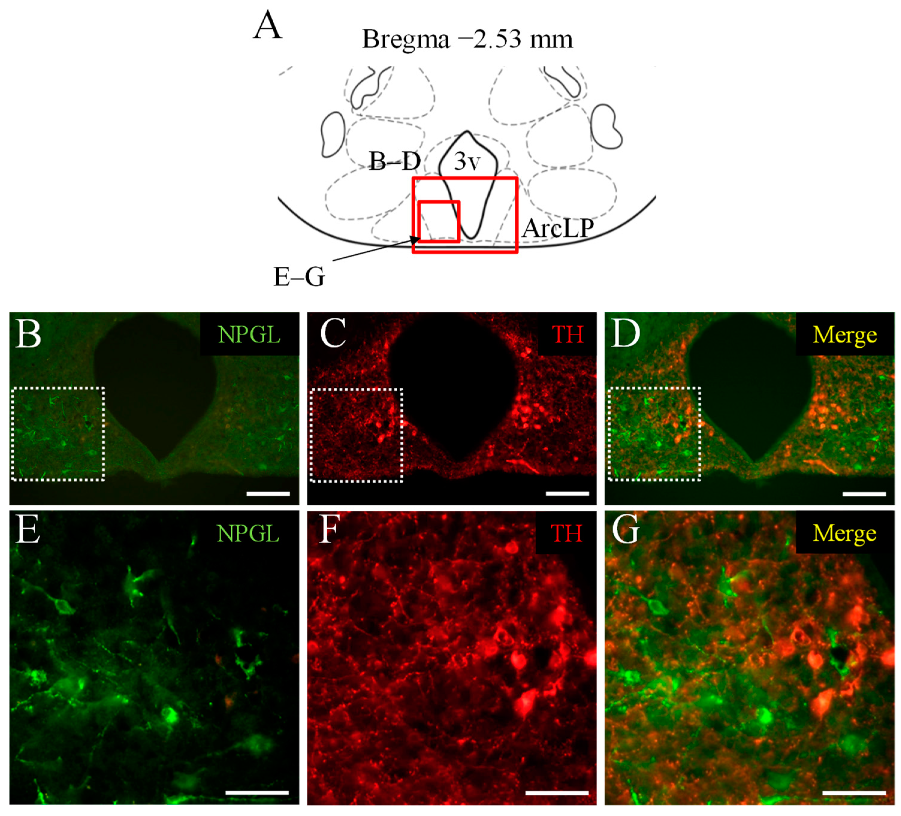 Biomedicines 10 00454 g001