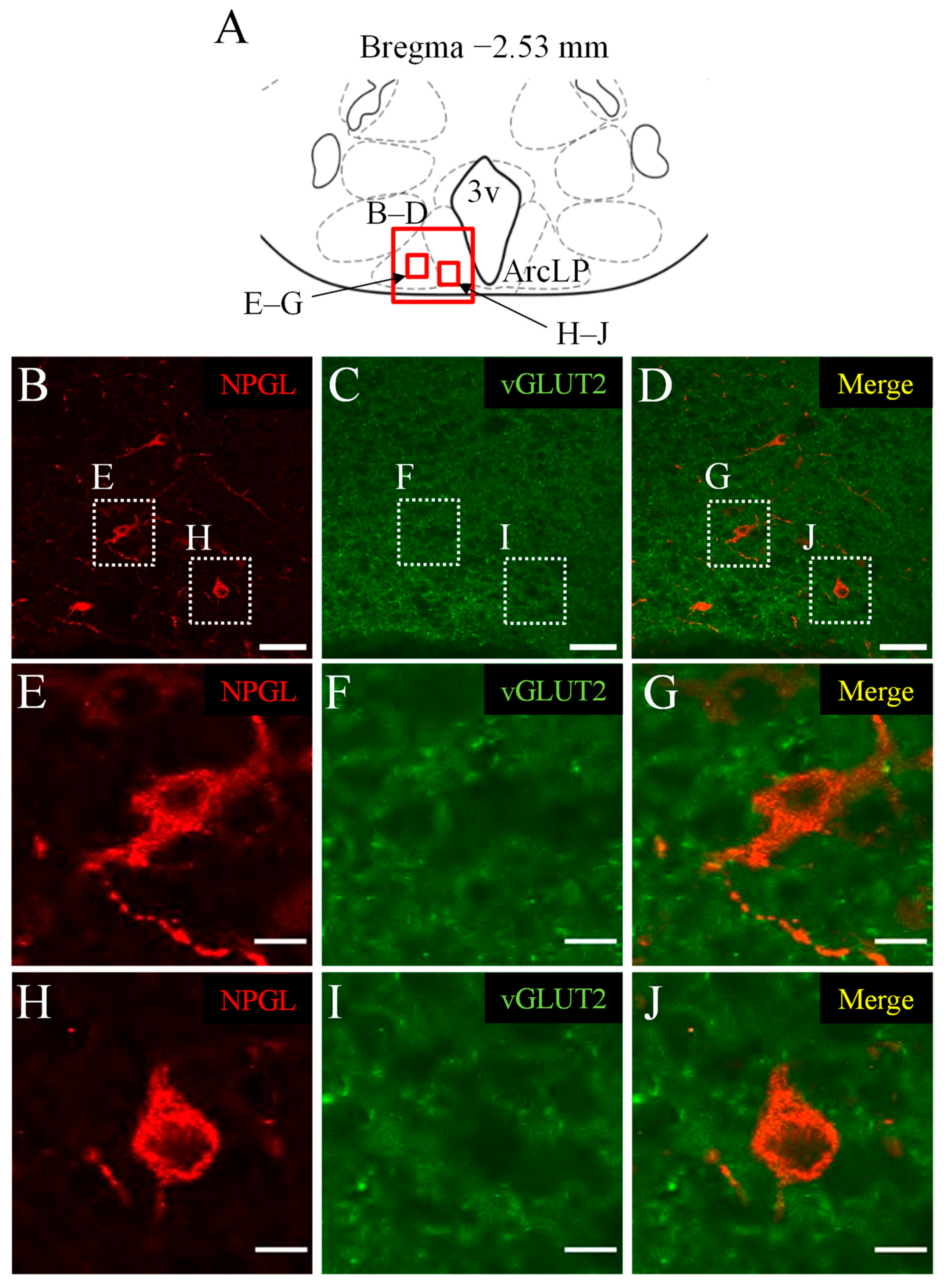 Biomedicines 10 00454 g002