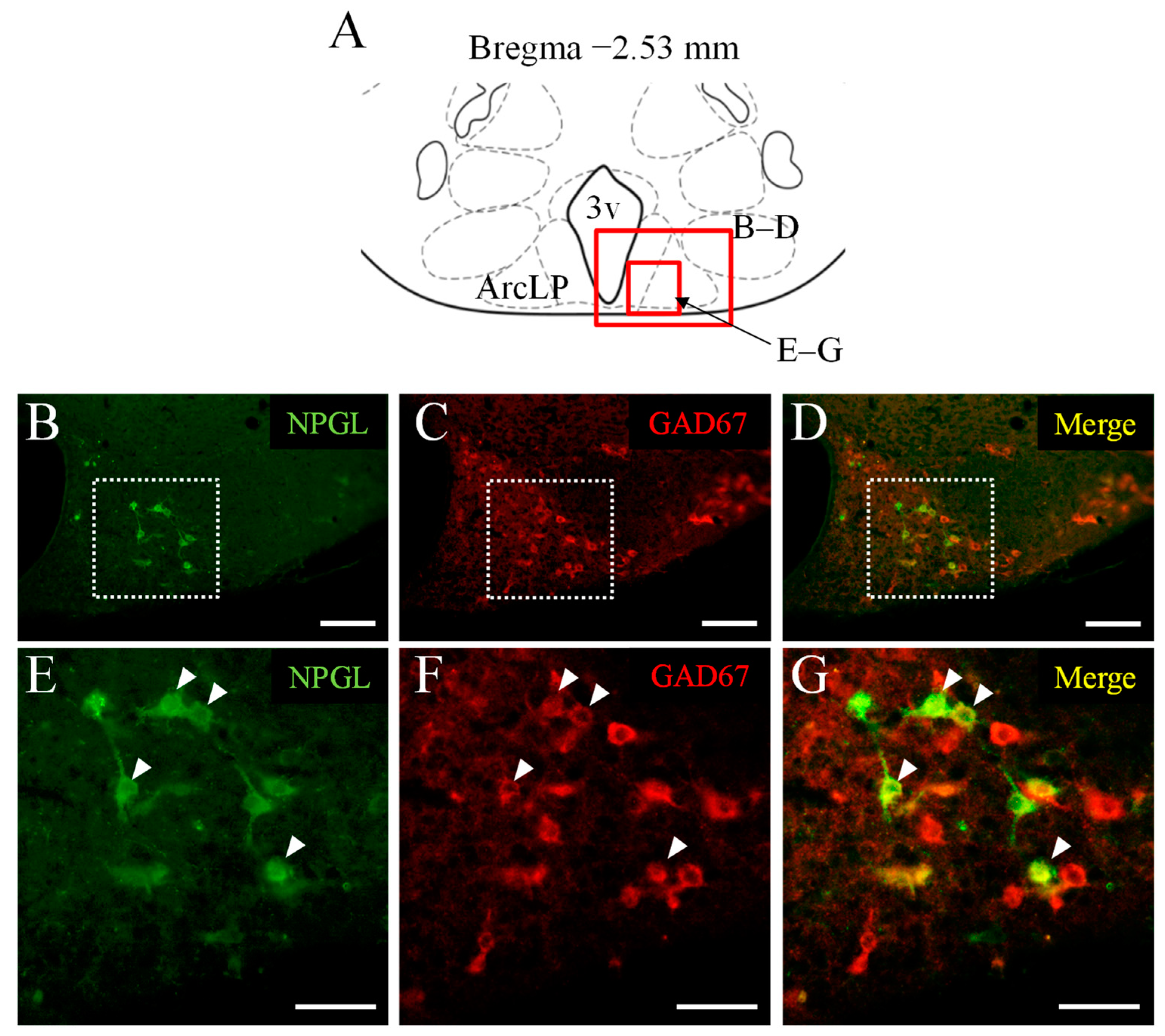 Biomedicines 10 00454 g003