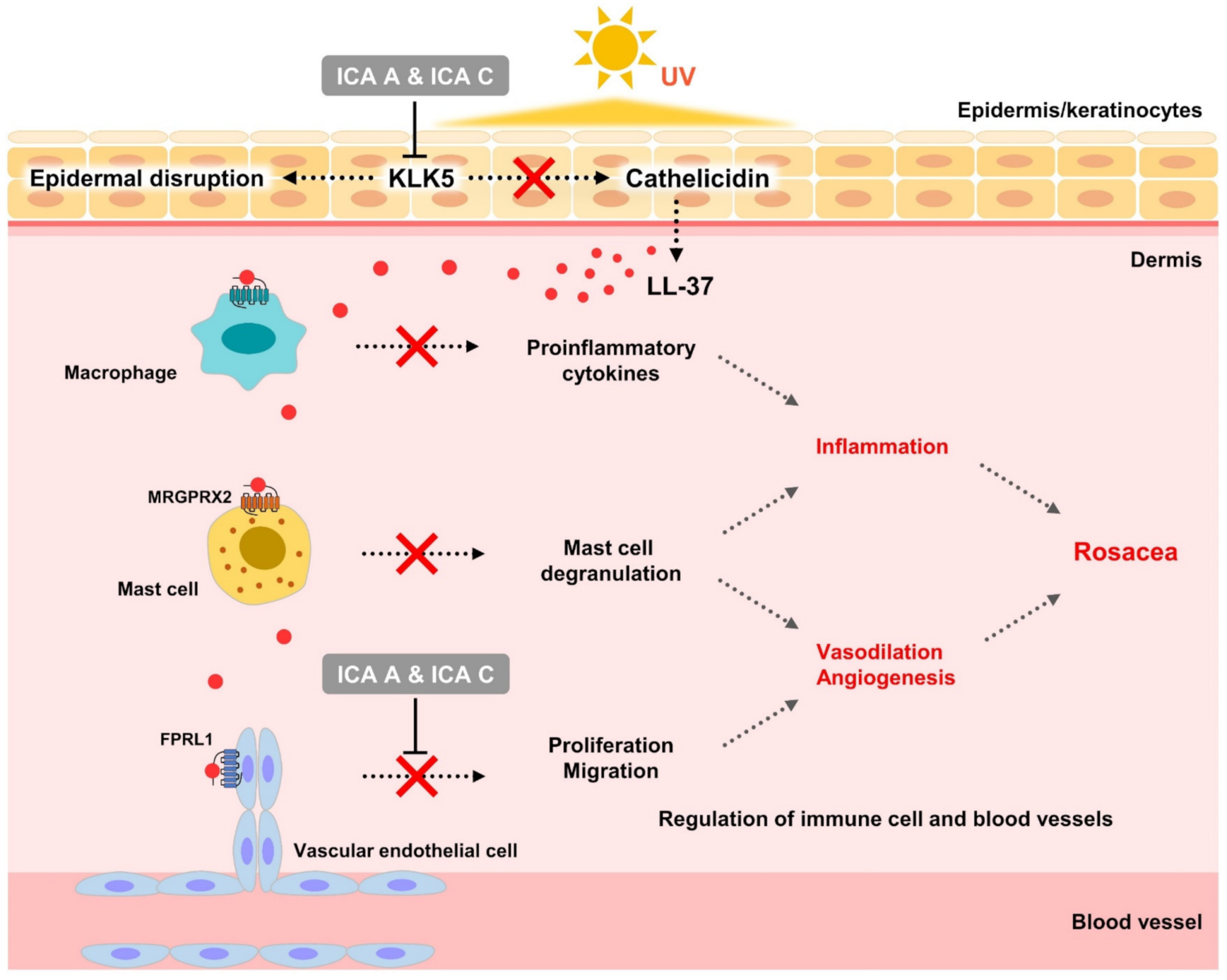 Biomedicines 10 00463 g007