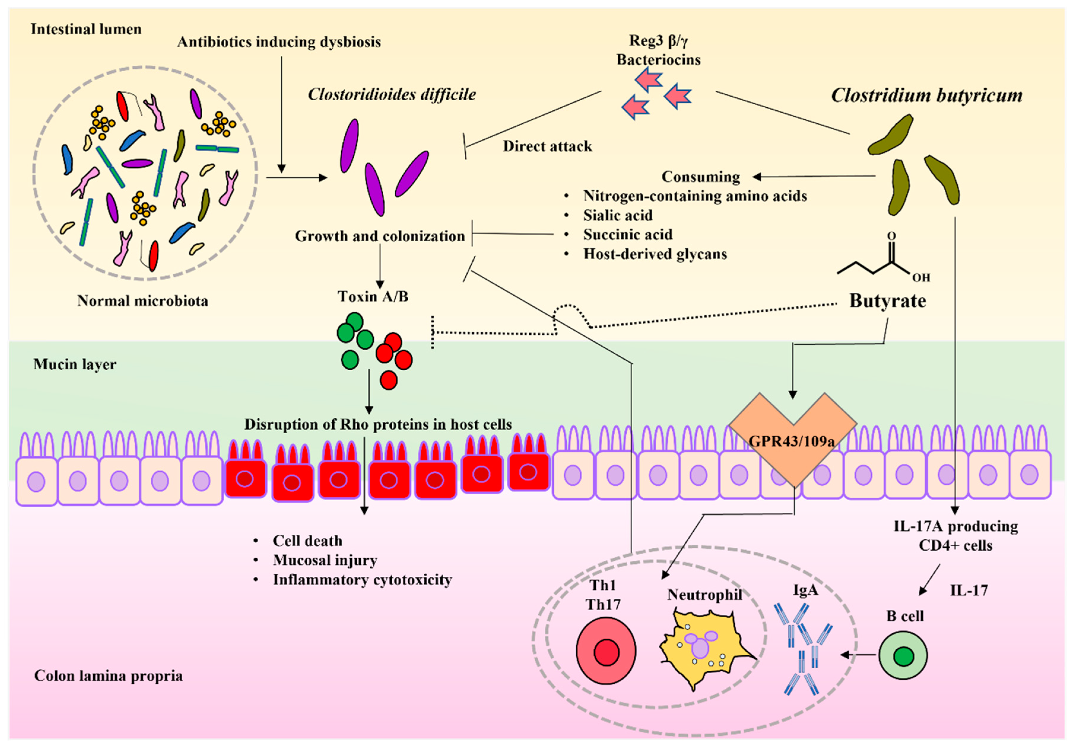 Biomedicines 10 00483 g001