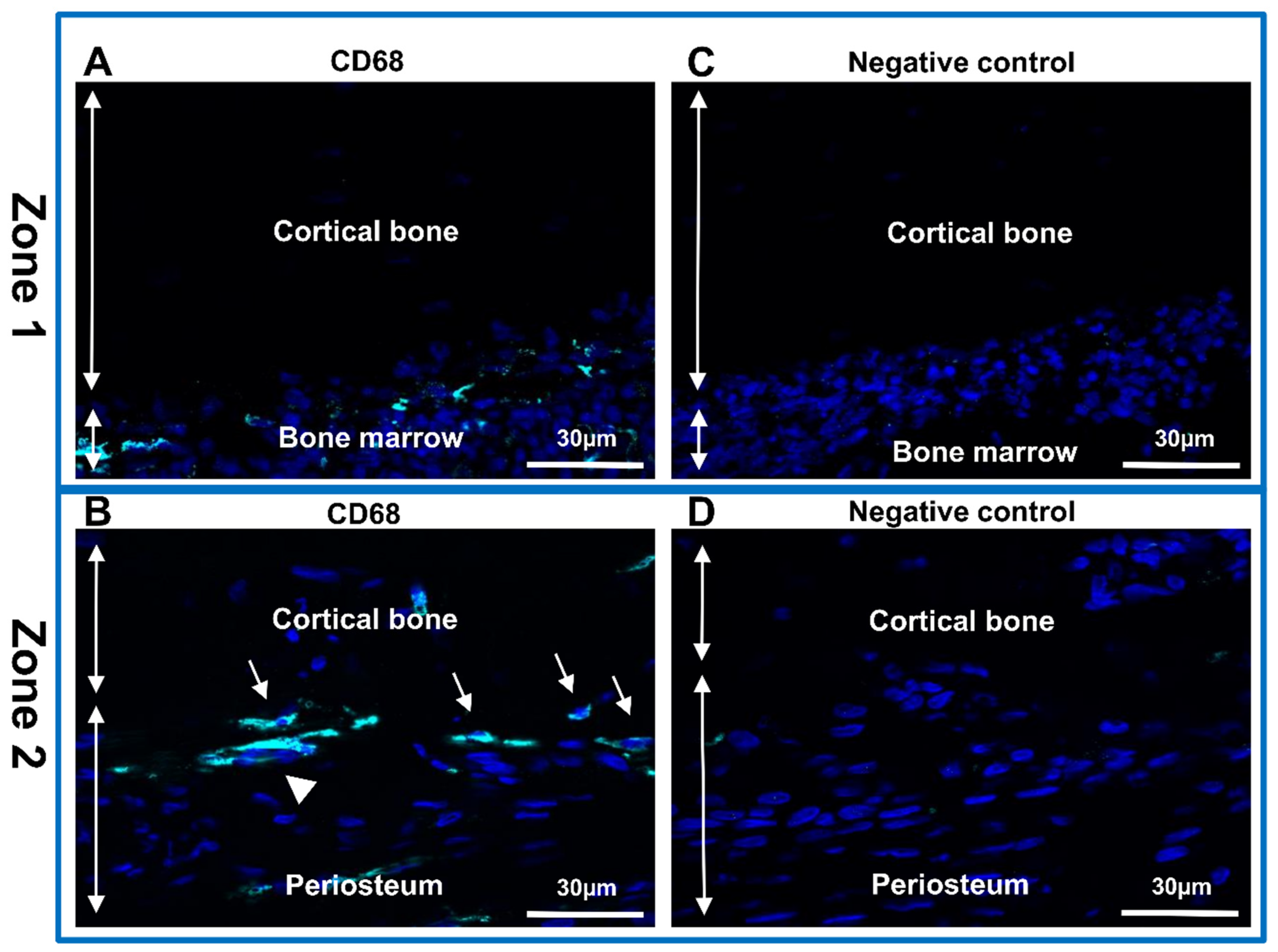 Biomedicines 10 00484 g003