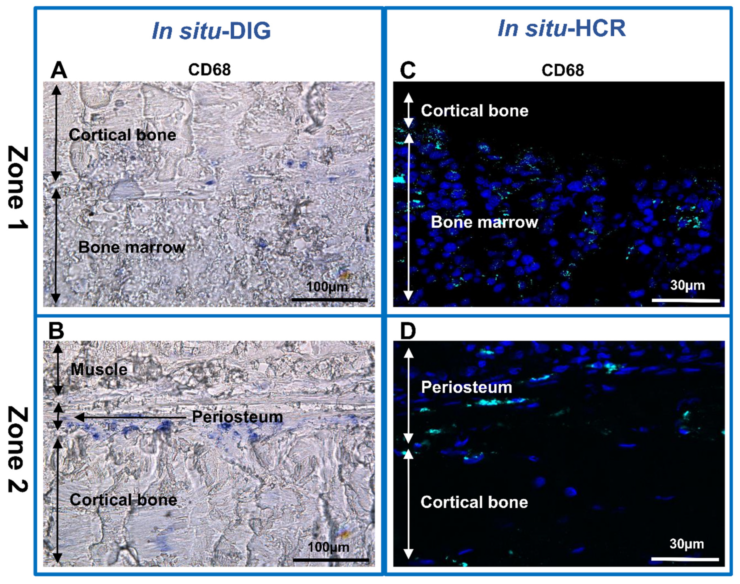Biomedicines 10 00484 g005