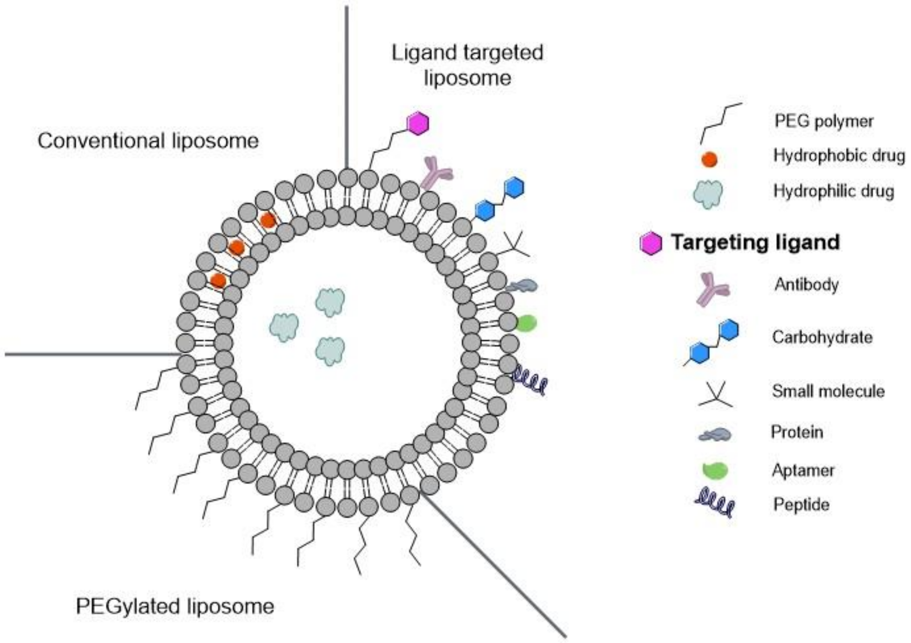 Biomedicines 10 00486 g008