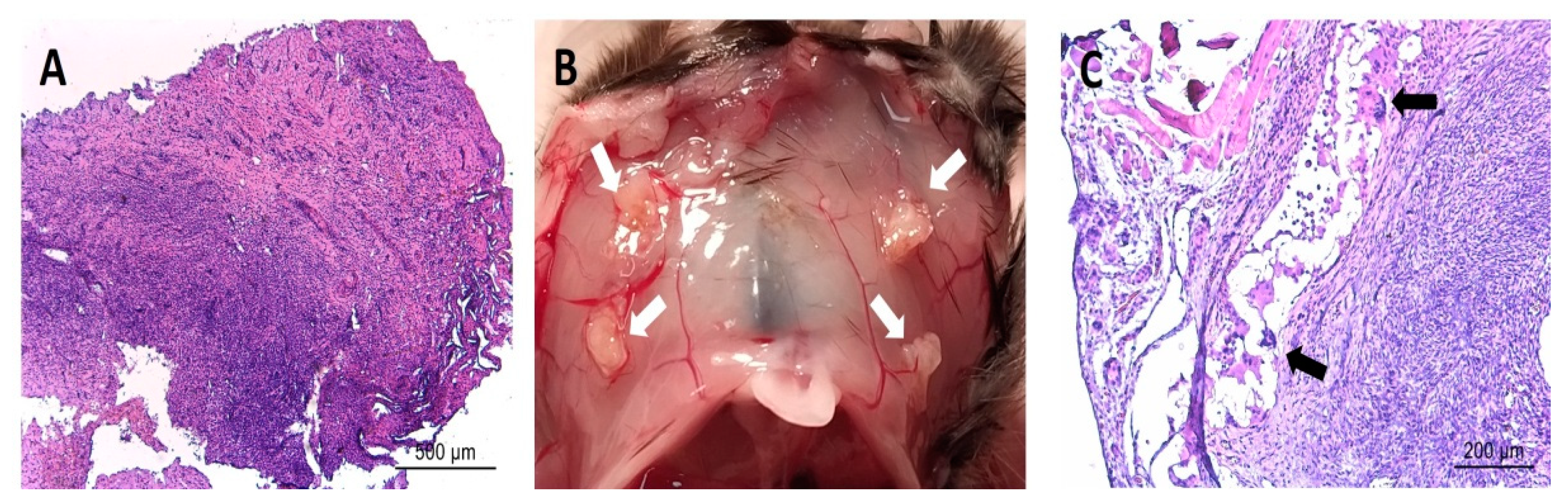 Biomedicines 10 00501 g006