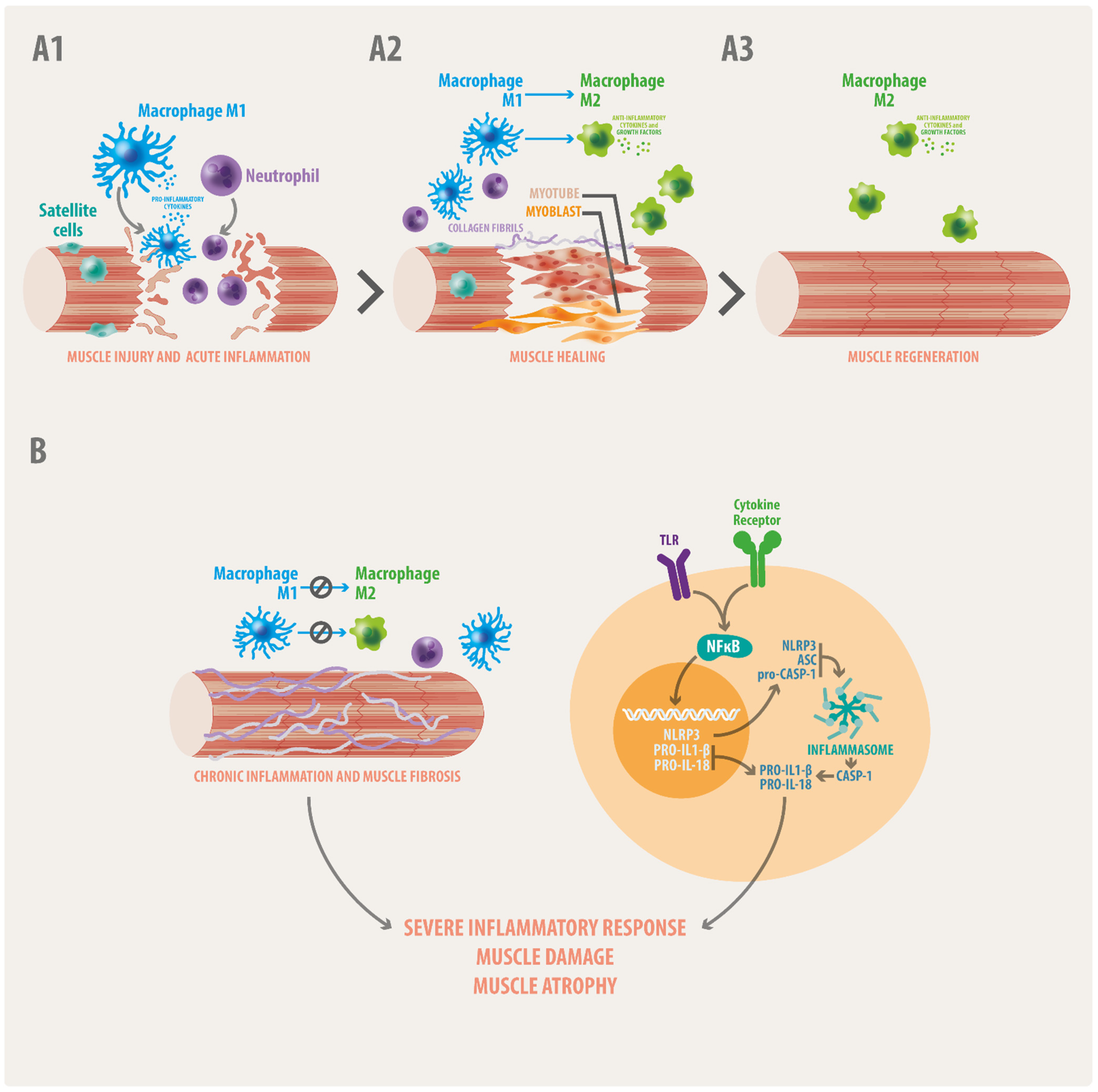 Biomedicines 10 00507 g001