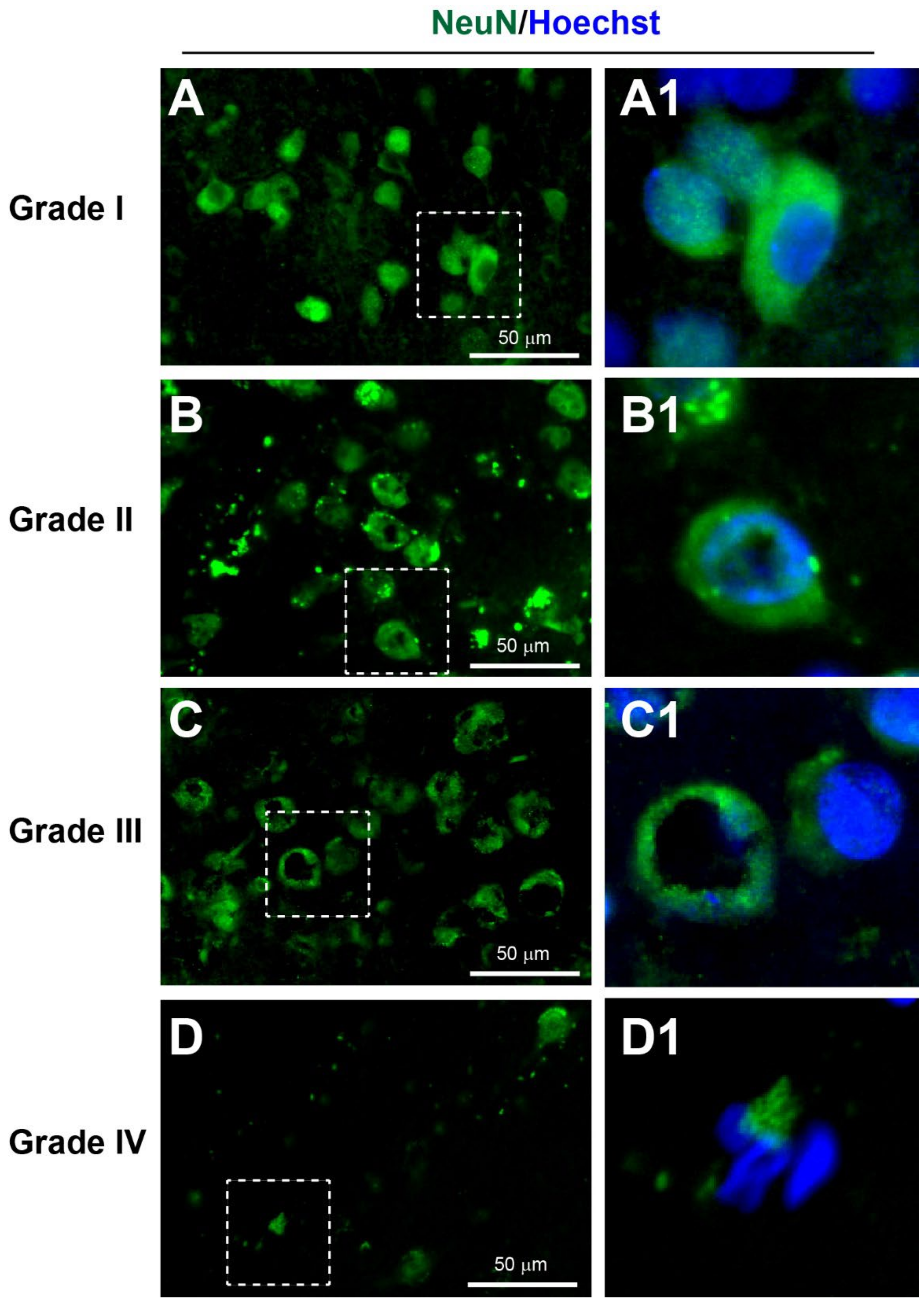 Biomedicines 10 00518 g002 Biomedicines 10 00518 g002