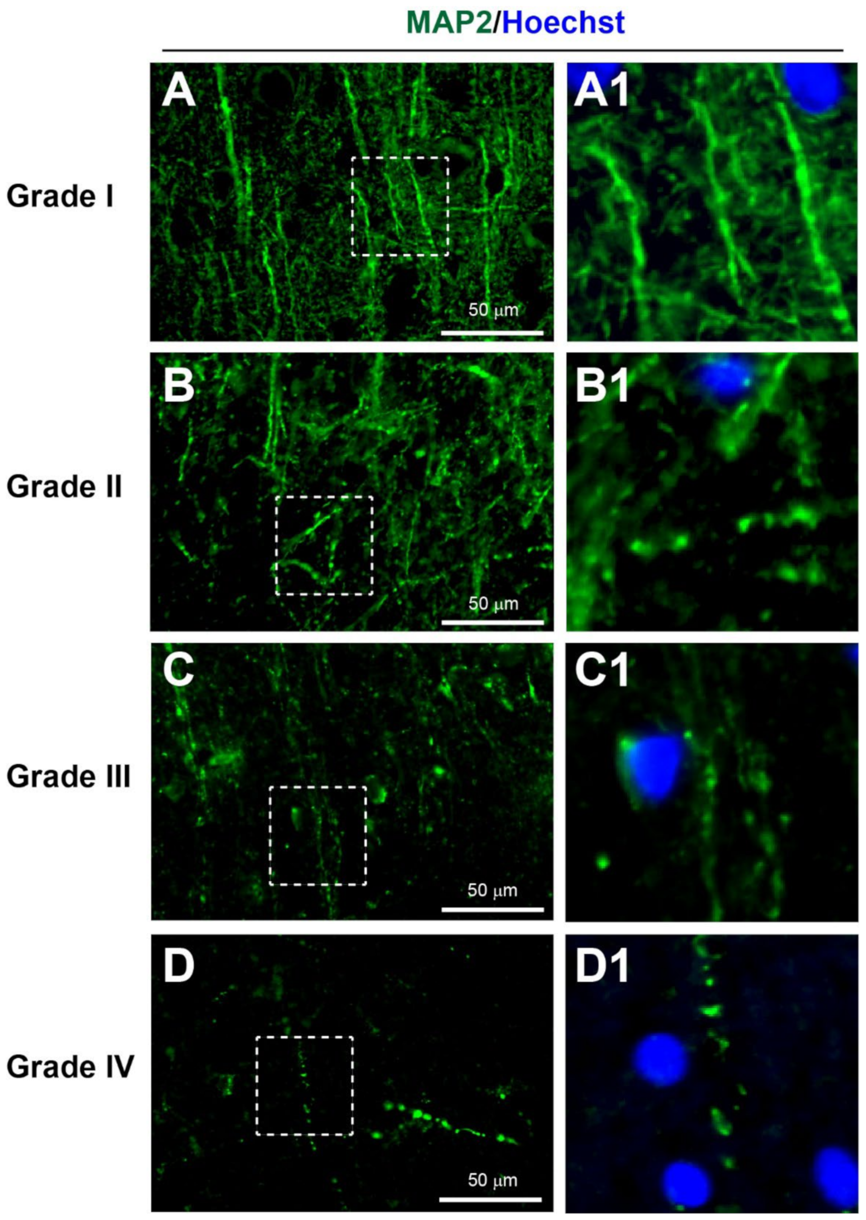 Biomedicines 10 00518 g003 Biomedicines 10 00518 g003