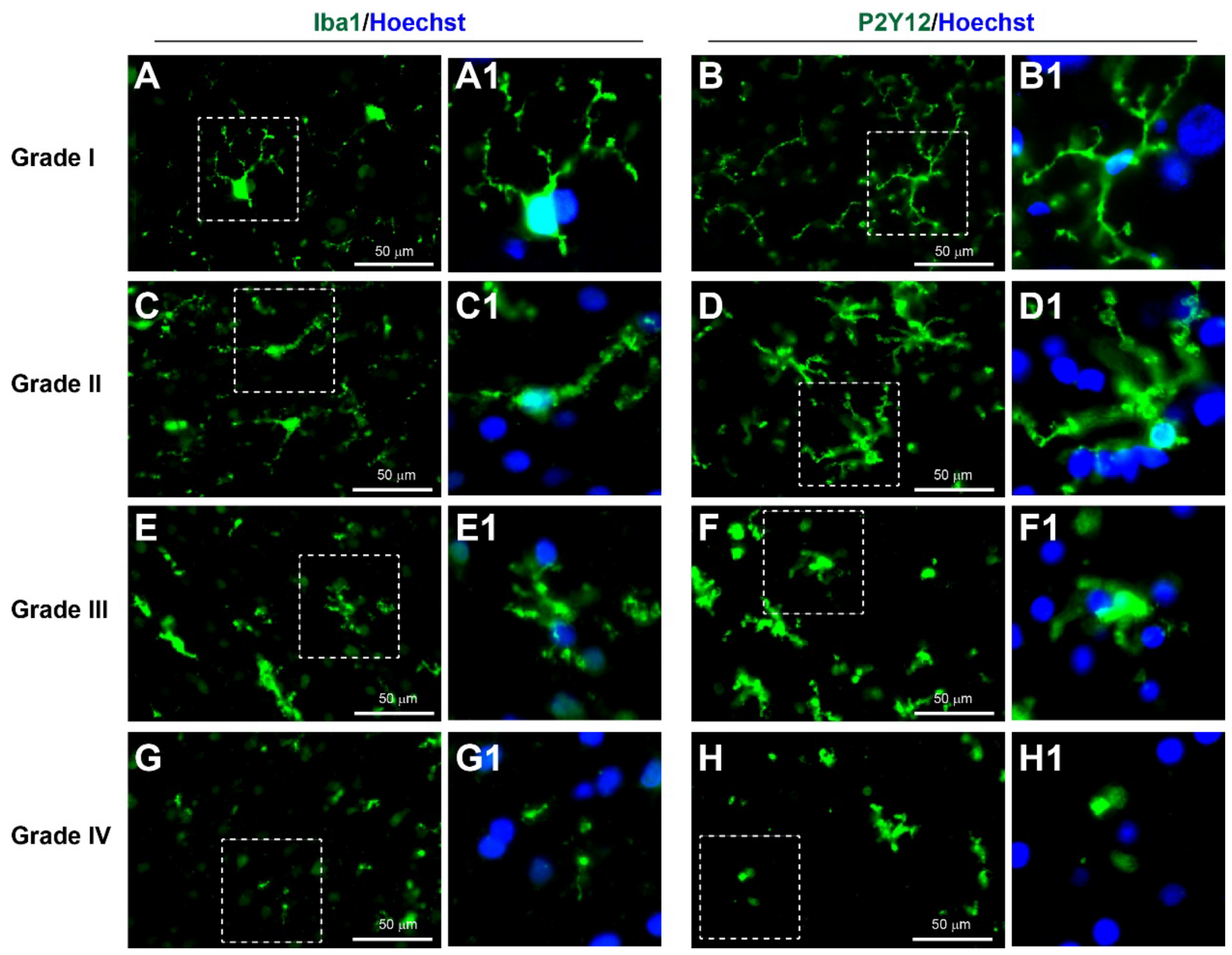 Biomedicines 10 00518 g005 Biomedicines 10 00518 g005