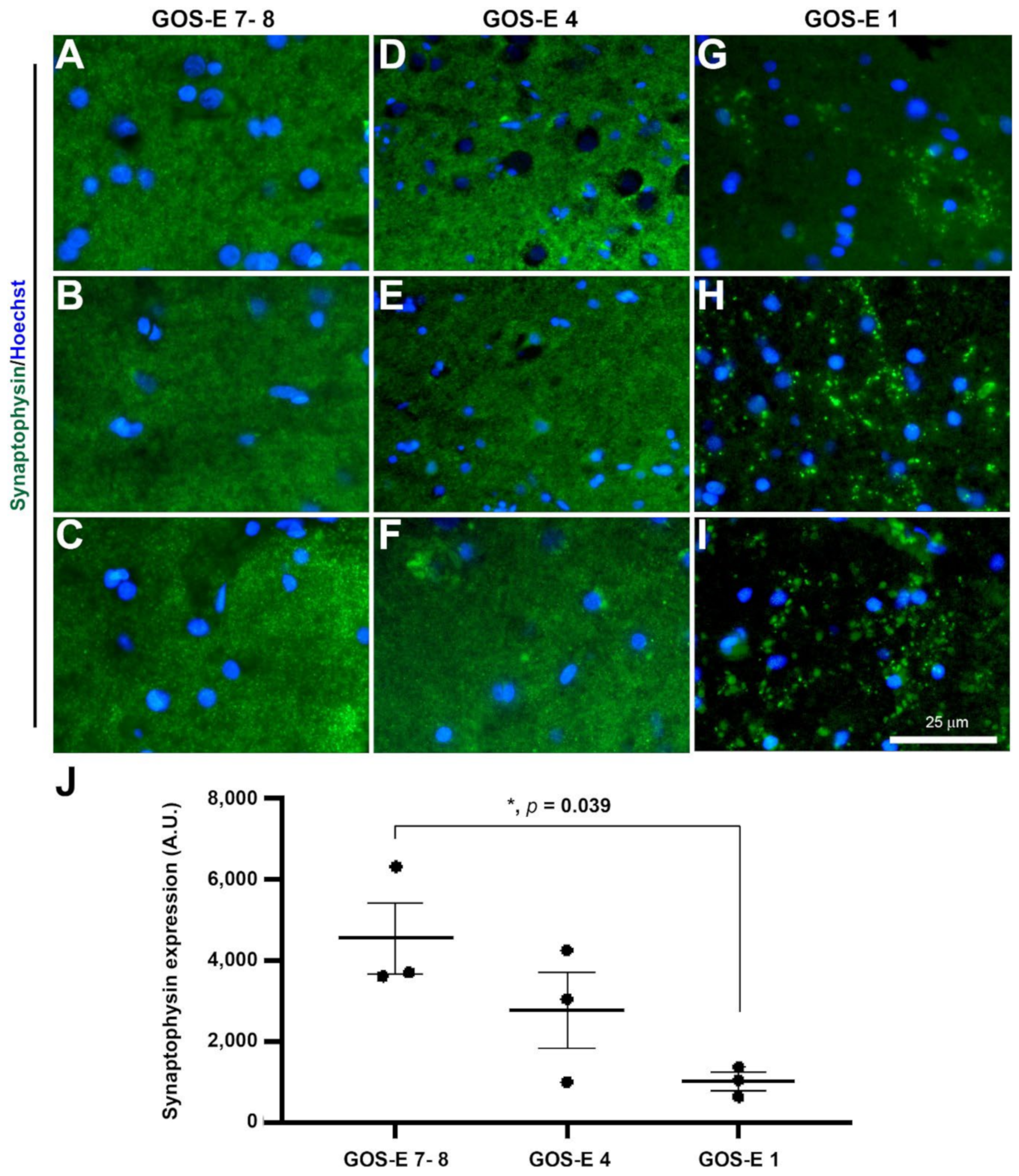 Biomedicines 10 00518 g007 Biomedicines 10 00518 g007