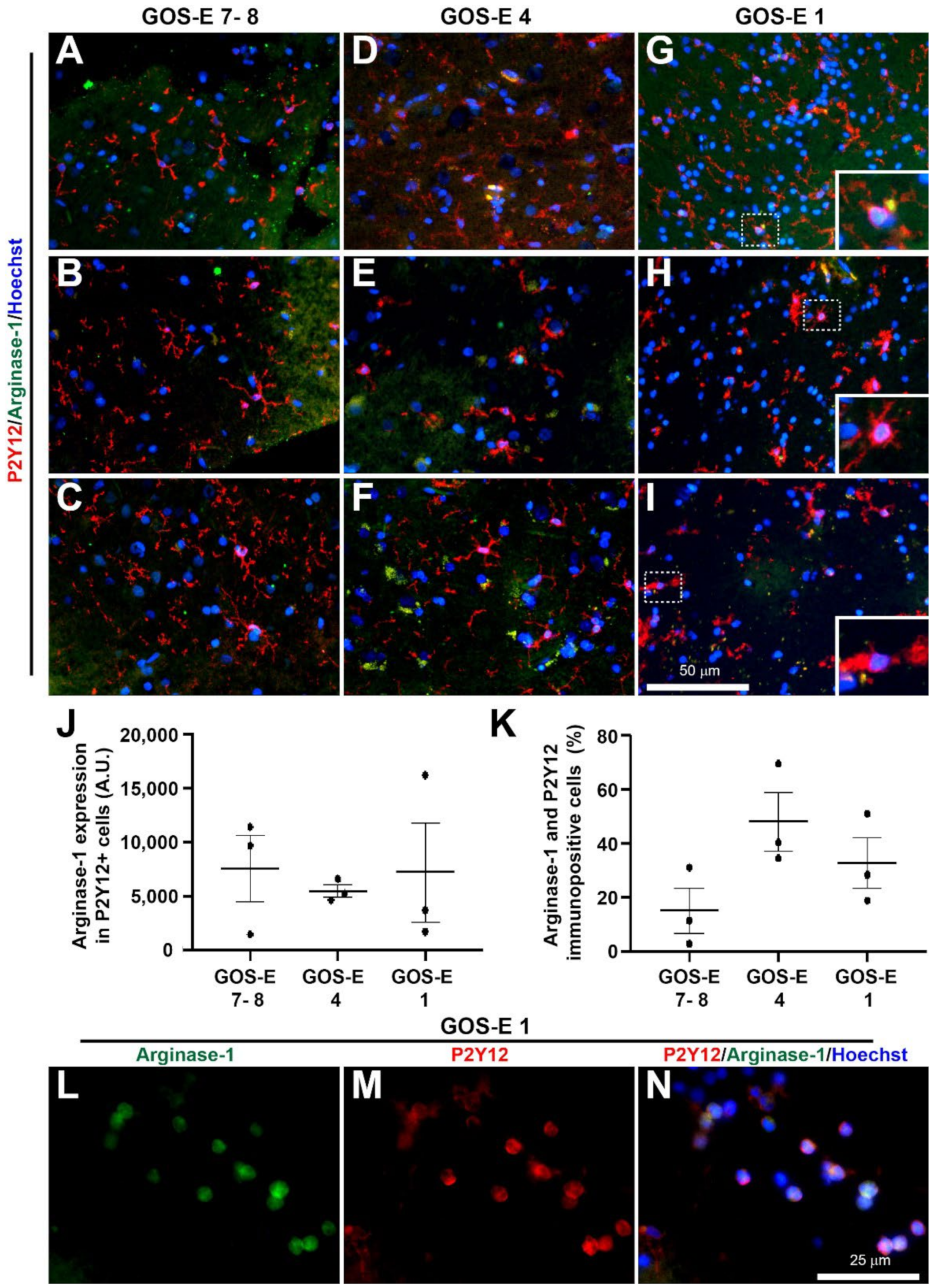 Biomedicines 10 00518 g010 Biomedicines 10 00518 g010