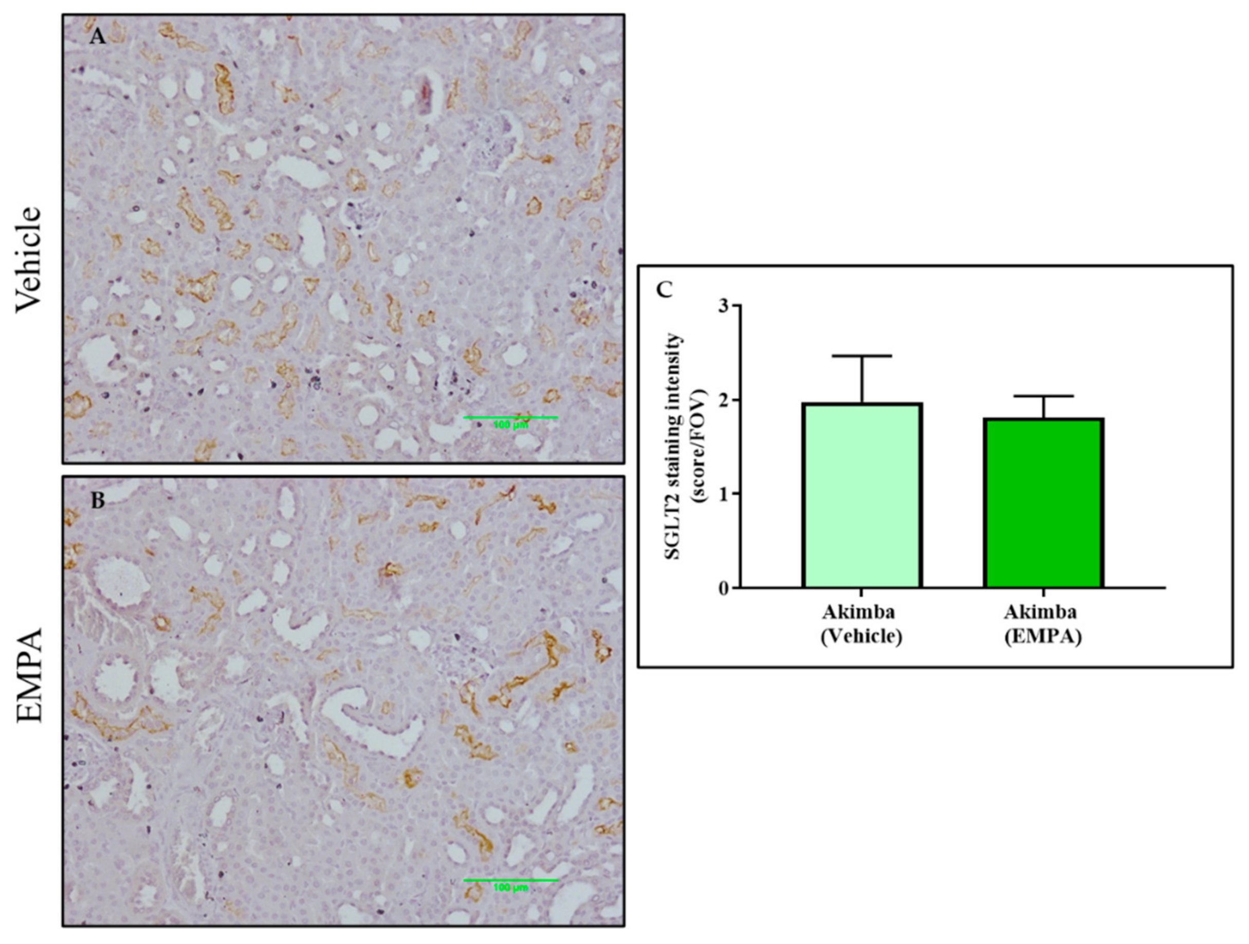 Biomedicines 10 00522 g007