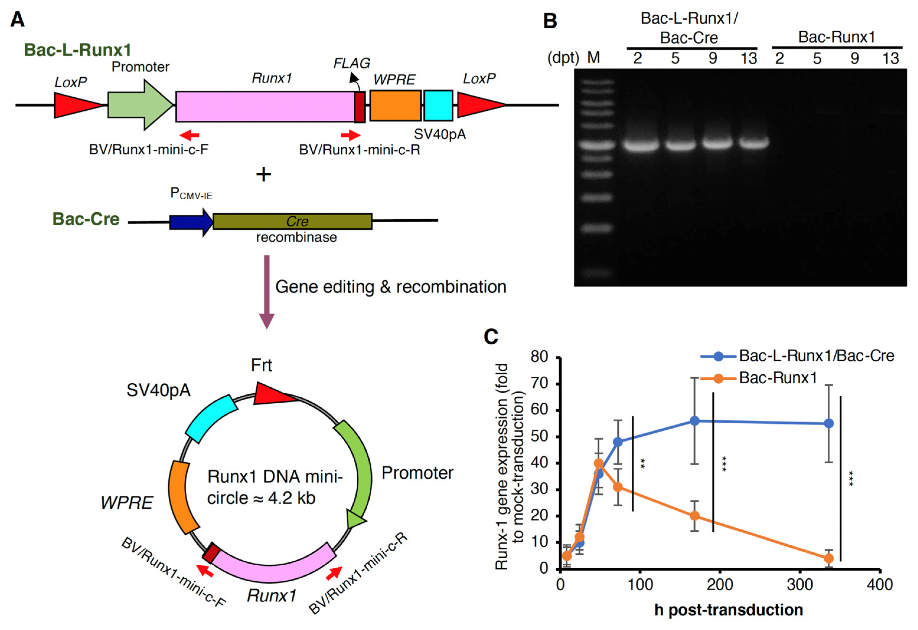 Biomedicines 10 00555 g001