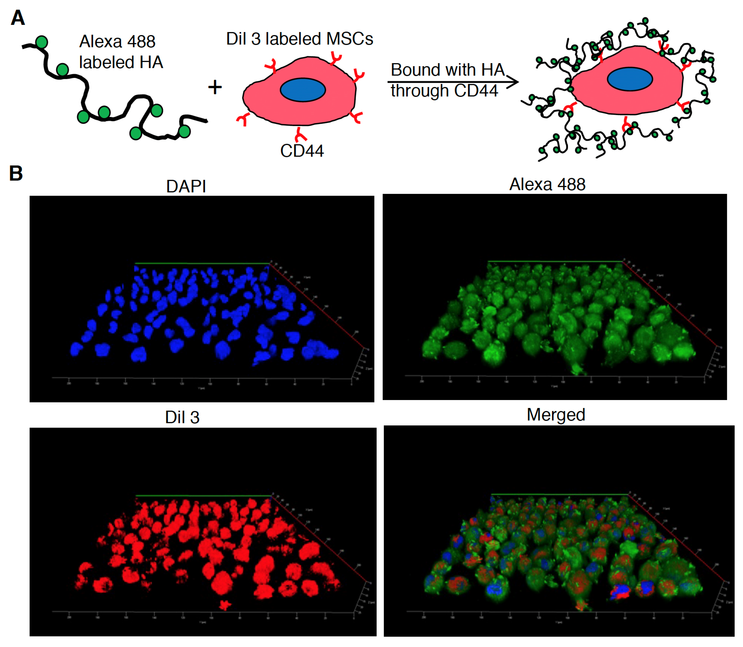 Biomedicines 10 00555 g005