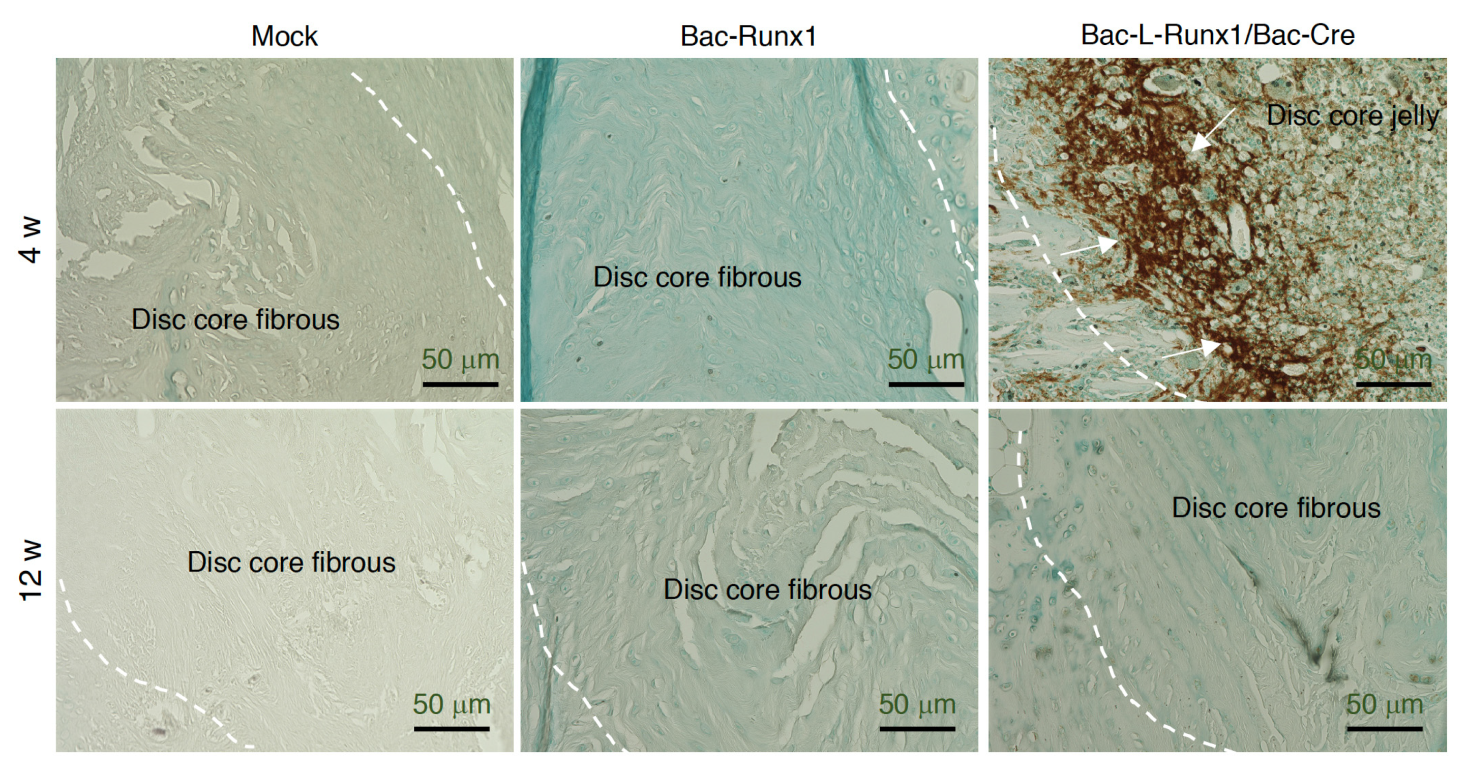 Biomedicines 10 00555 g008