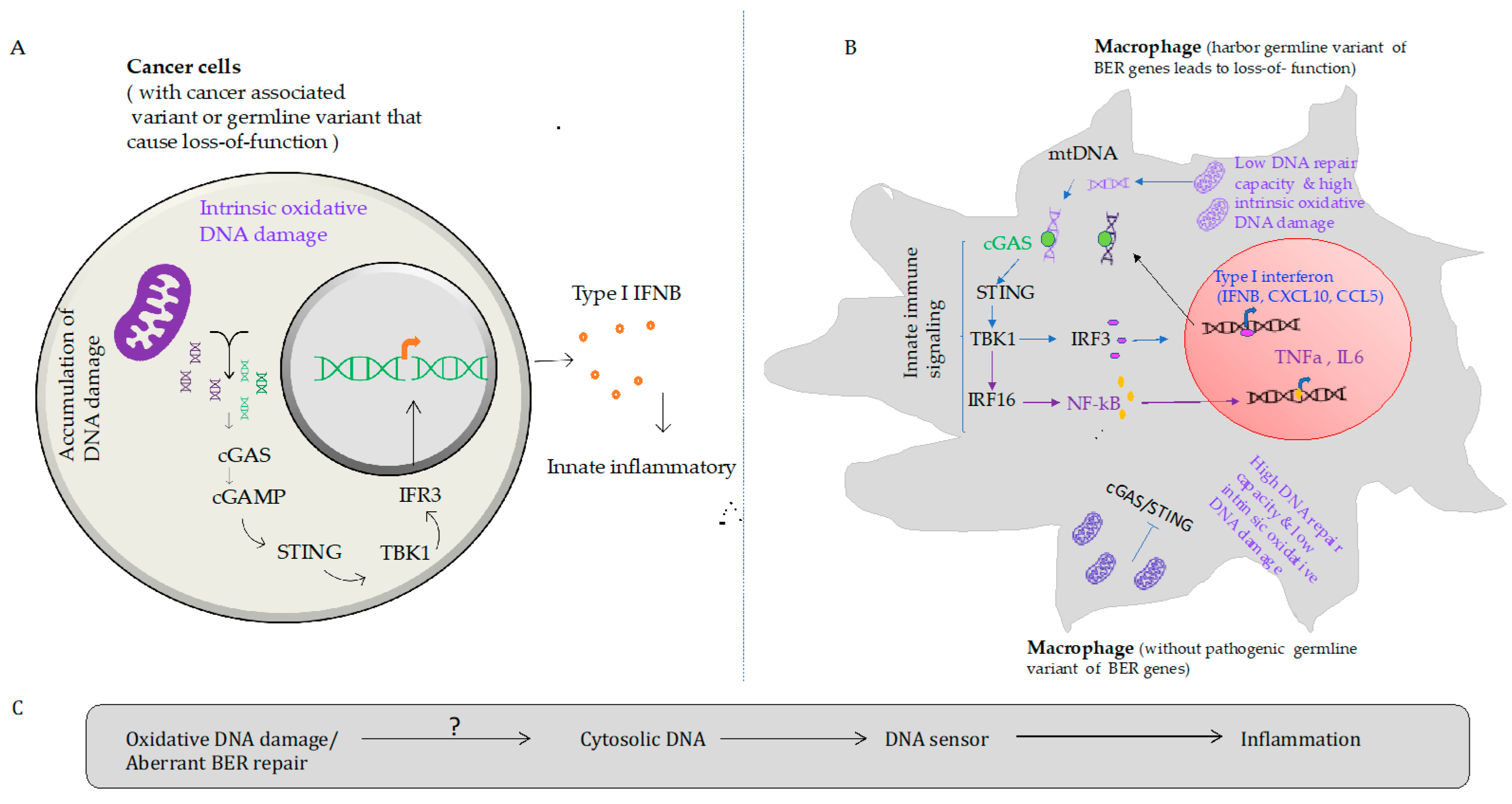 Biomedicines 10 00557 g002 Biomedicines 10 00557 g002
