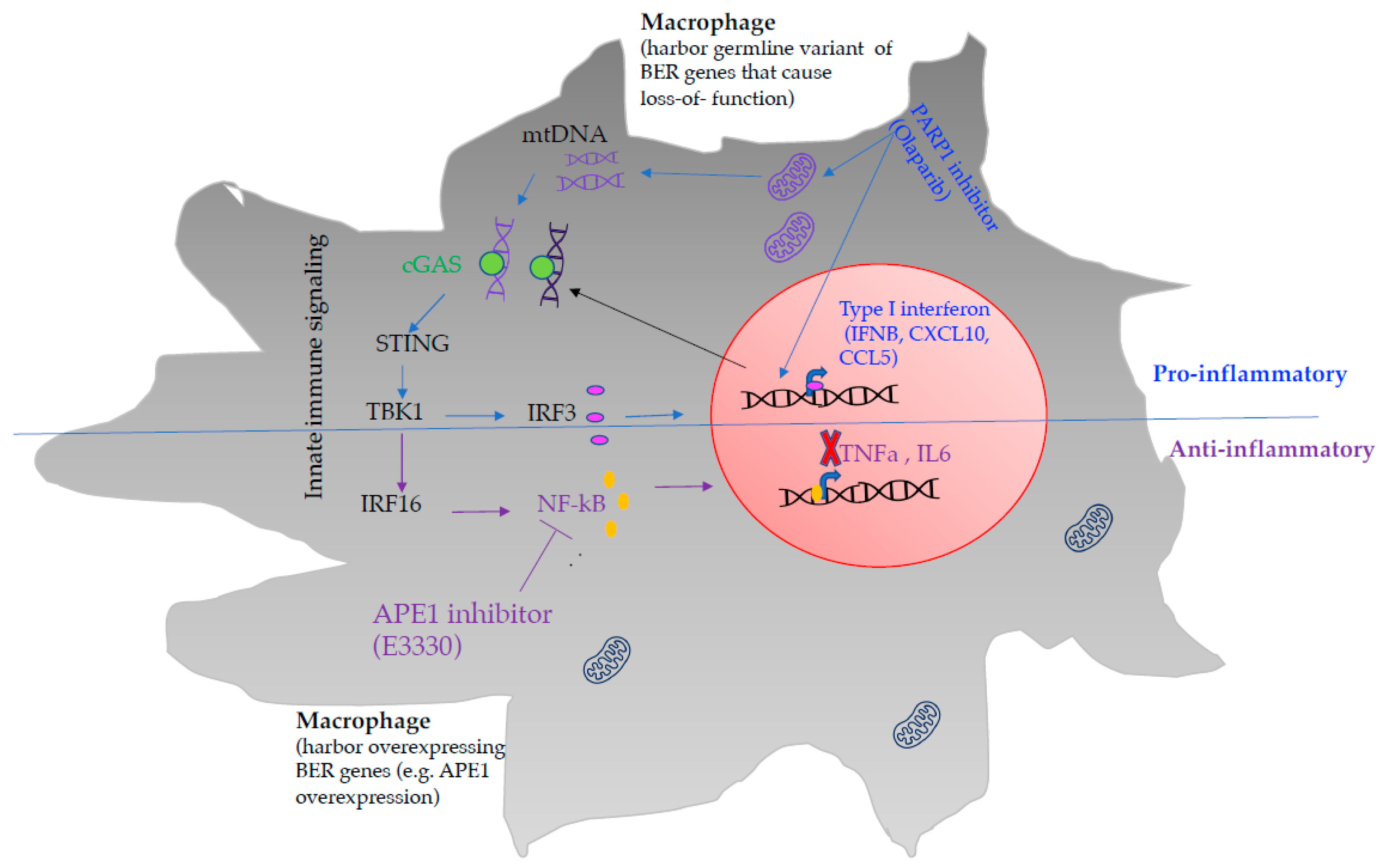 Biomedicines 10 00557 g004 Biomedicines 10 00557 g004