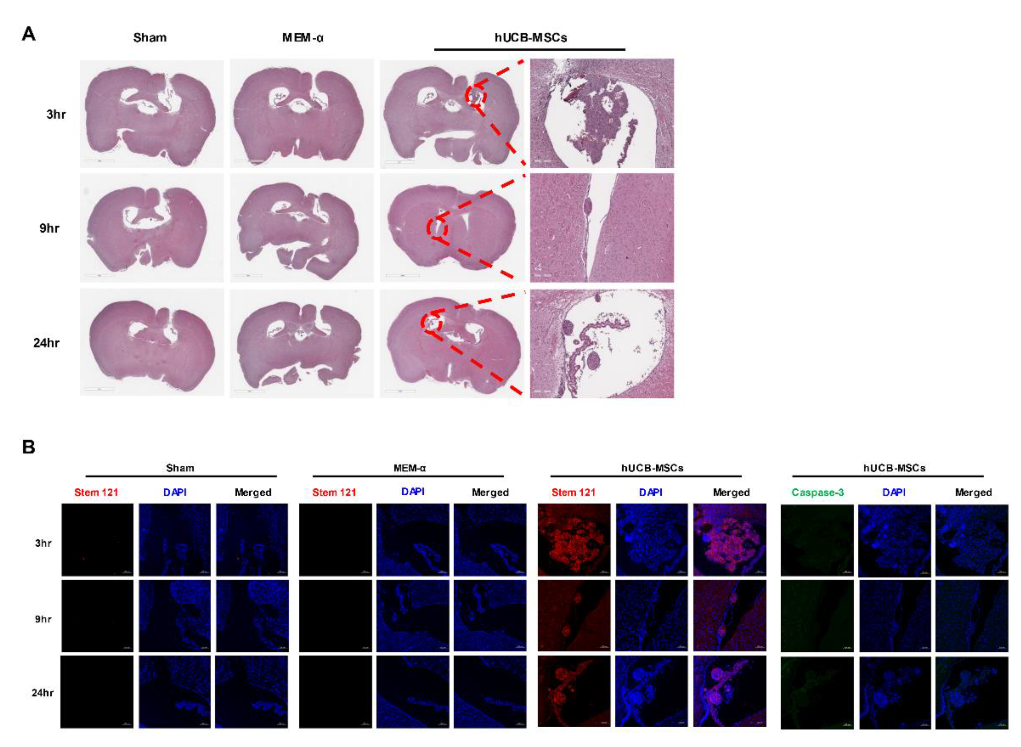 Biomedicines 10 00563 g003