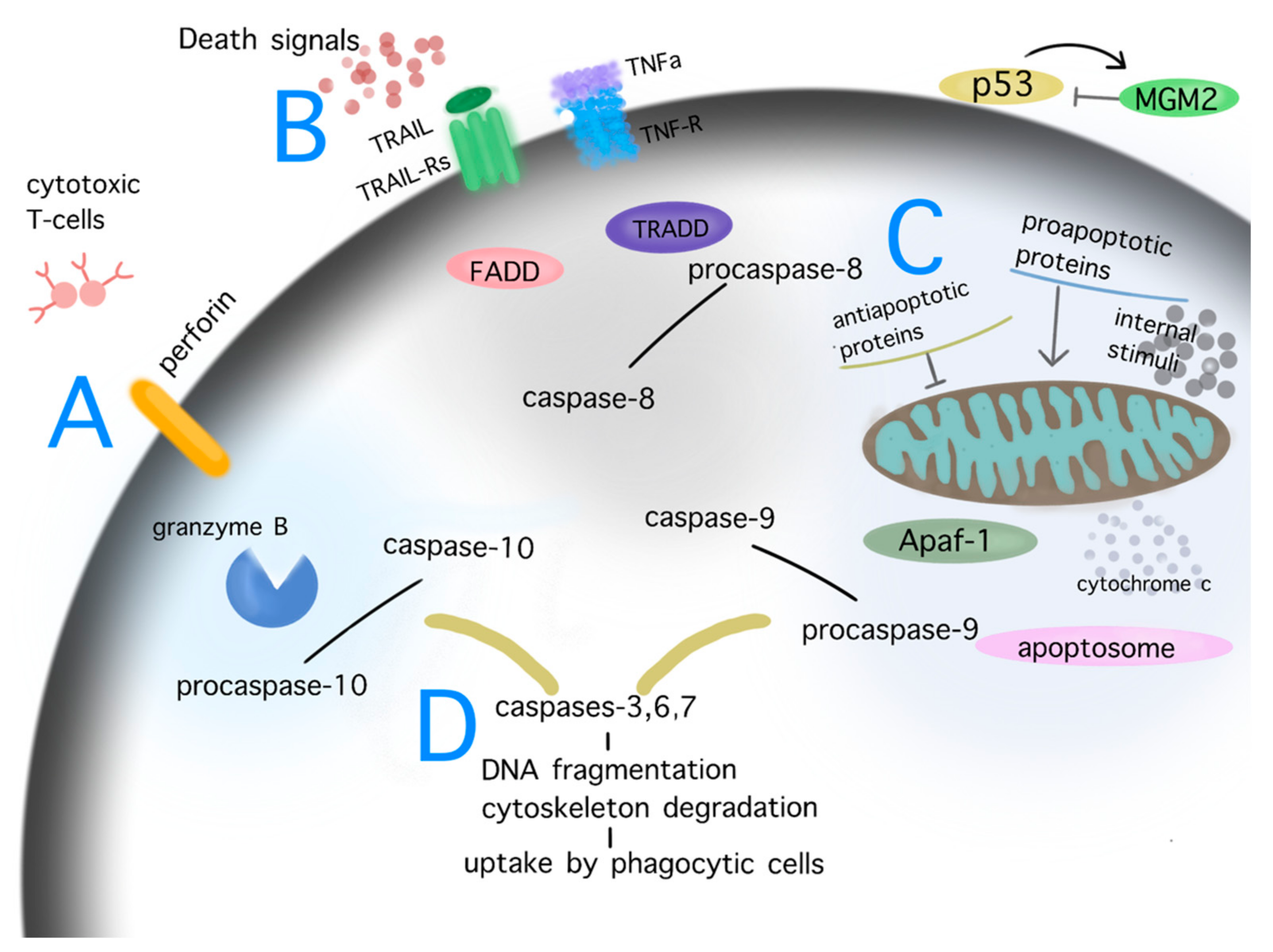 Biomedicines 10 00564 g002 Biomedicines 10 00564 g002