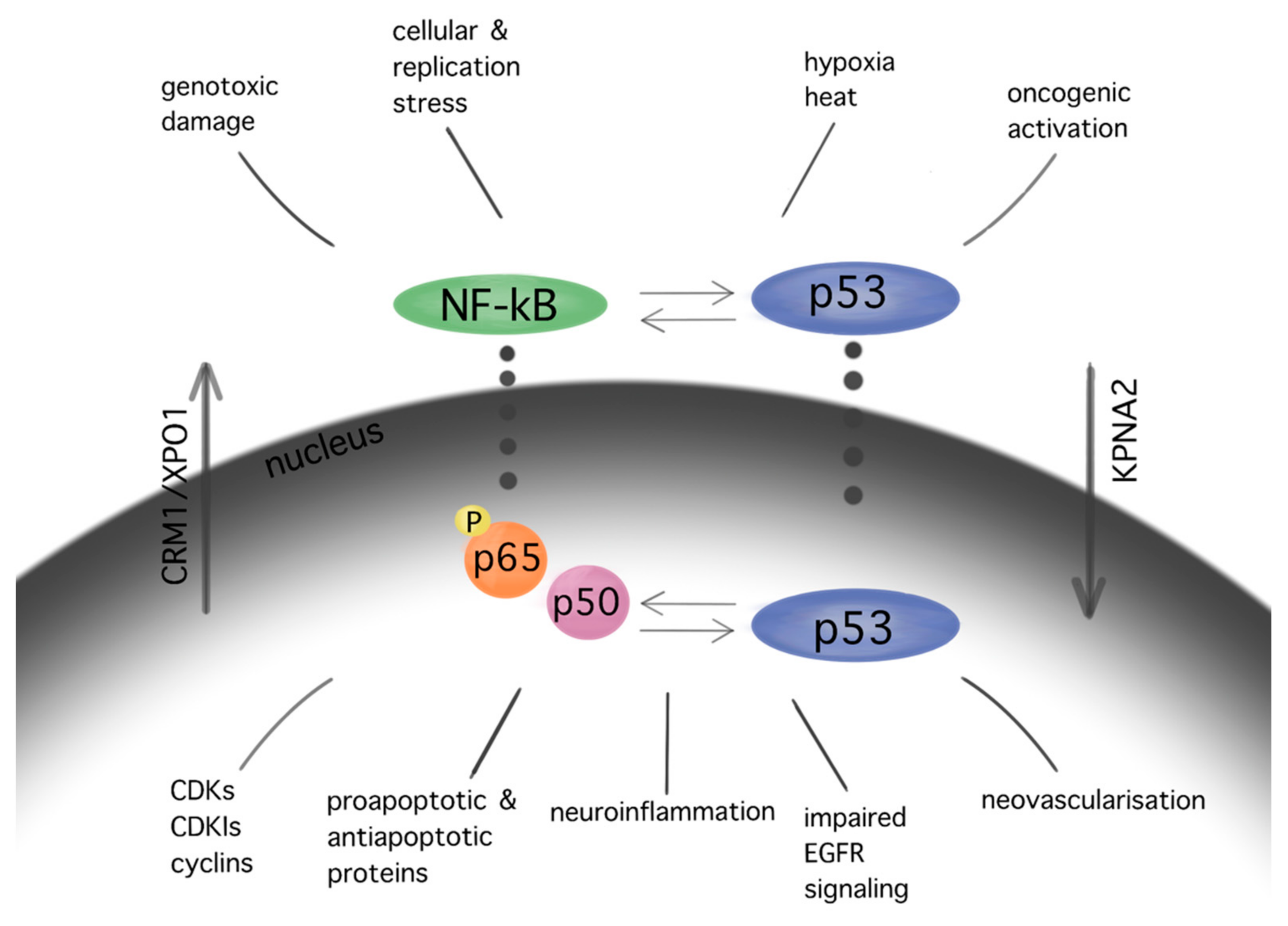 Biomedicines 10 00564 g003 Biomedicines 10 00564 g003