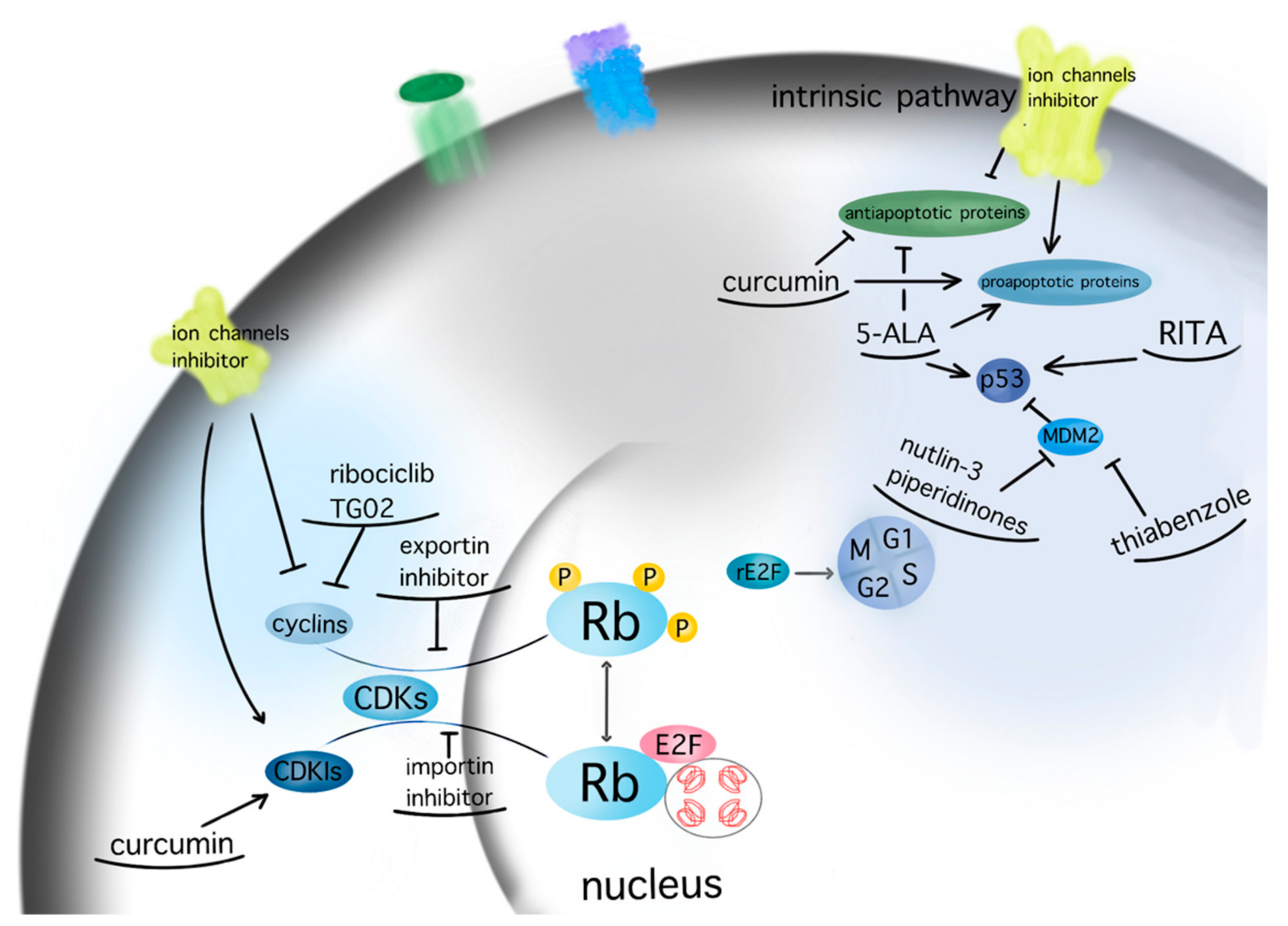 Biomedicines 10 00564 g004 Biomedicines 10 00564 g004