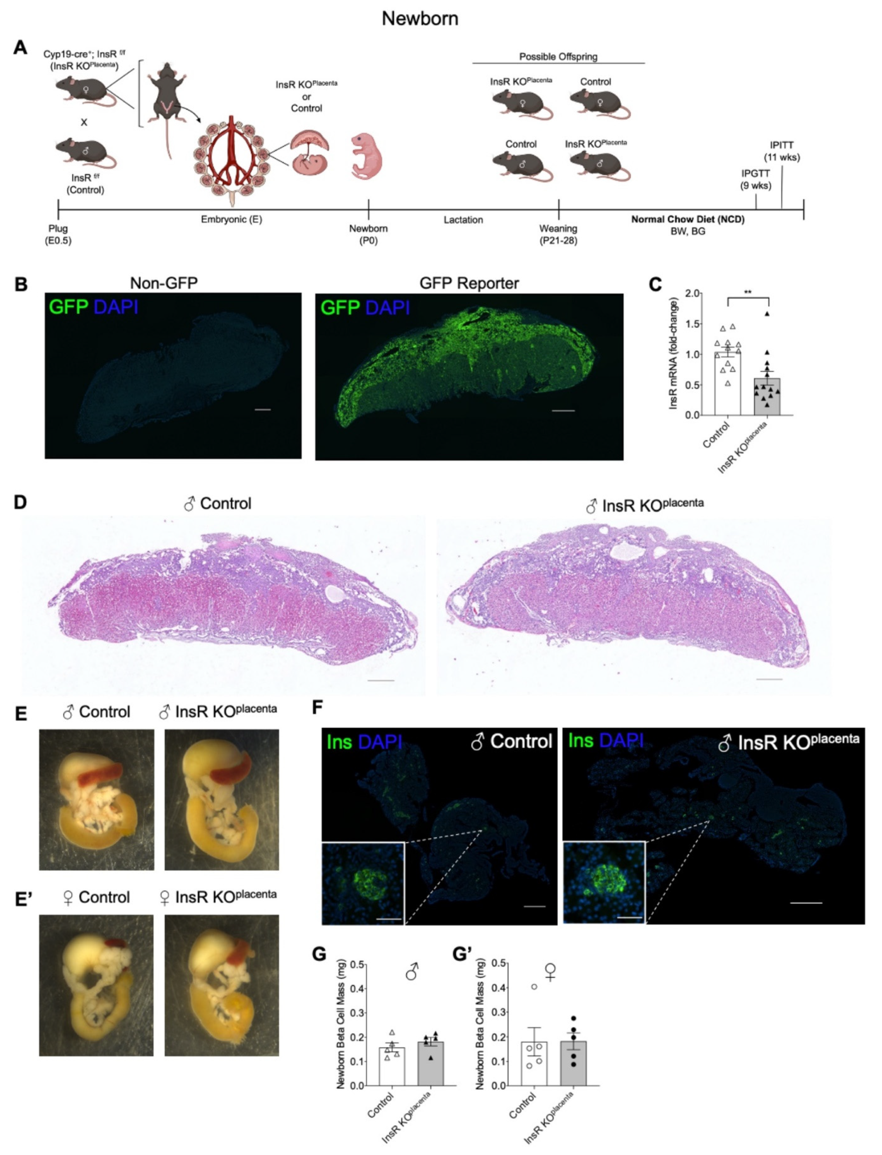 Biomedicines 10 00575 g001 Biomedicines 10 00575 g001