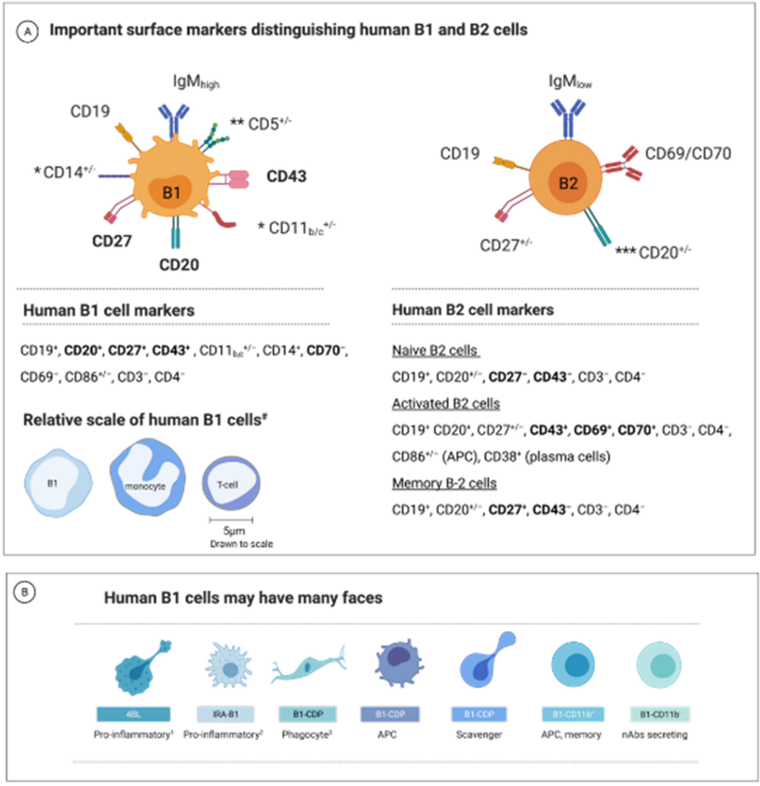 Biomedicines 10 00606 g001 Biomedicines 10 00606 g001