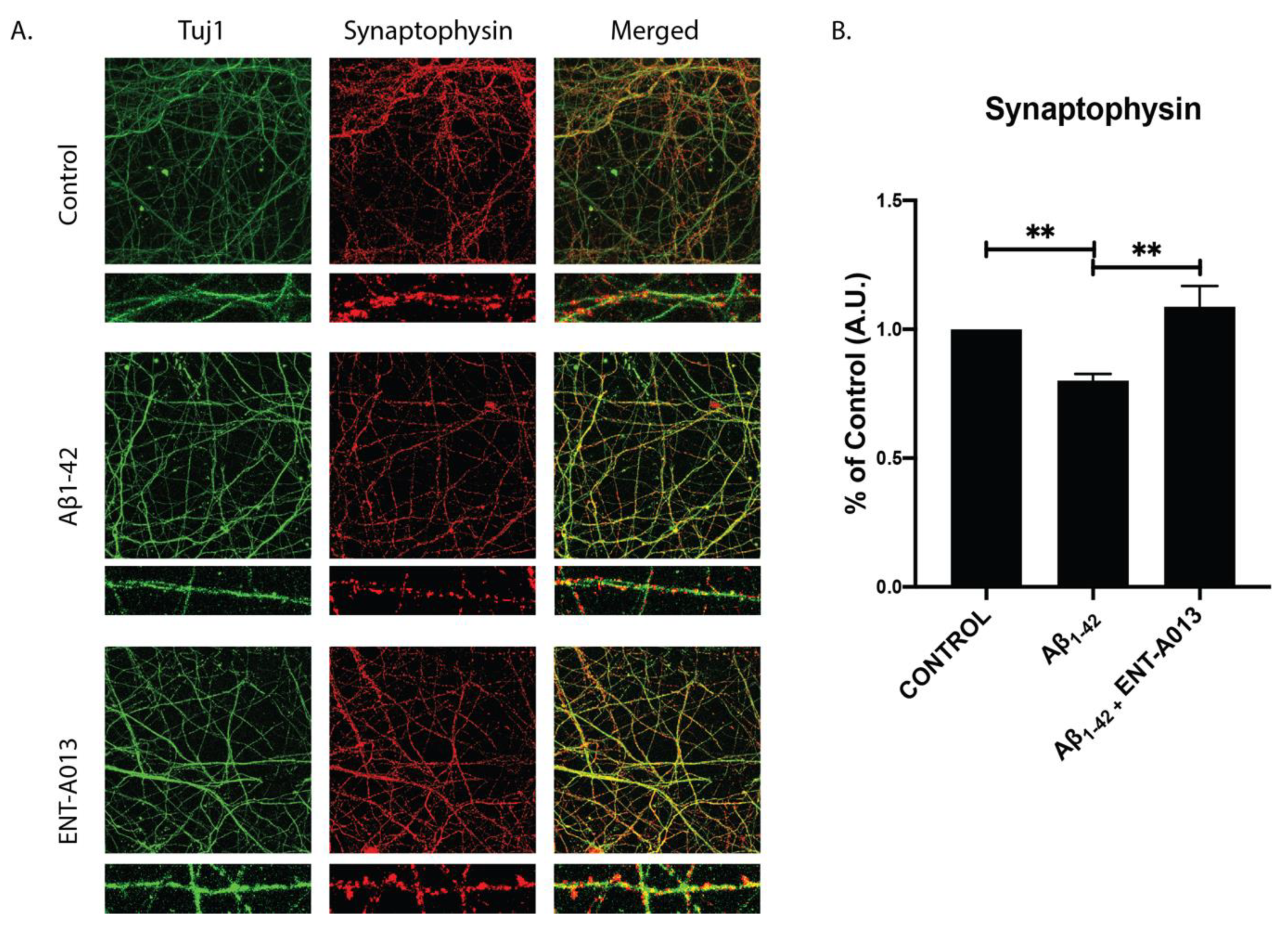 Biomedicines 10 00614 g006