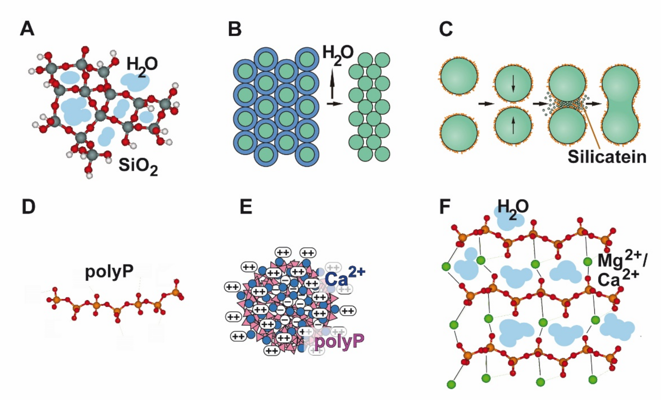 Biomedicines 10 00658 g002