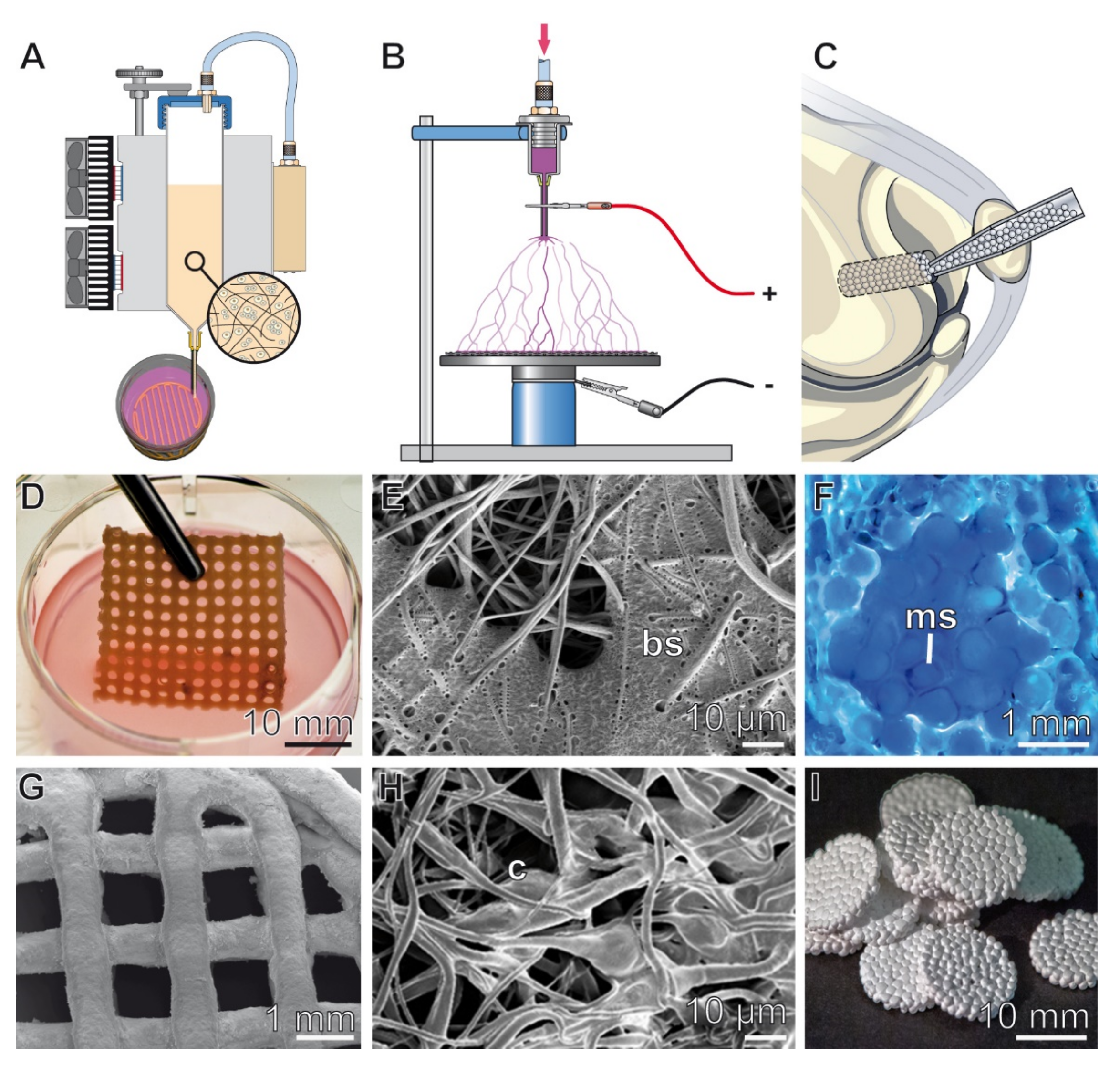 Biomedicines 10 00658 g005