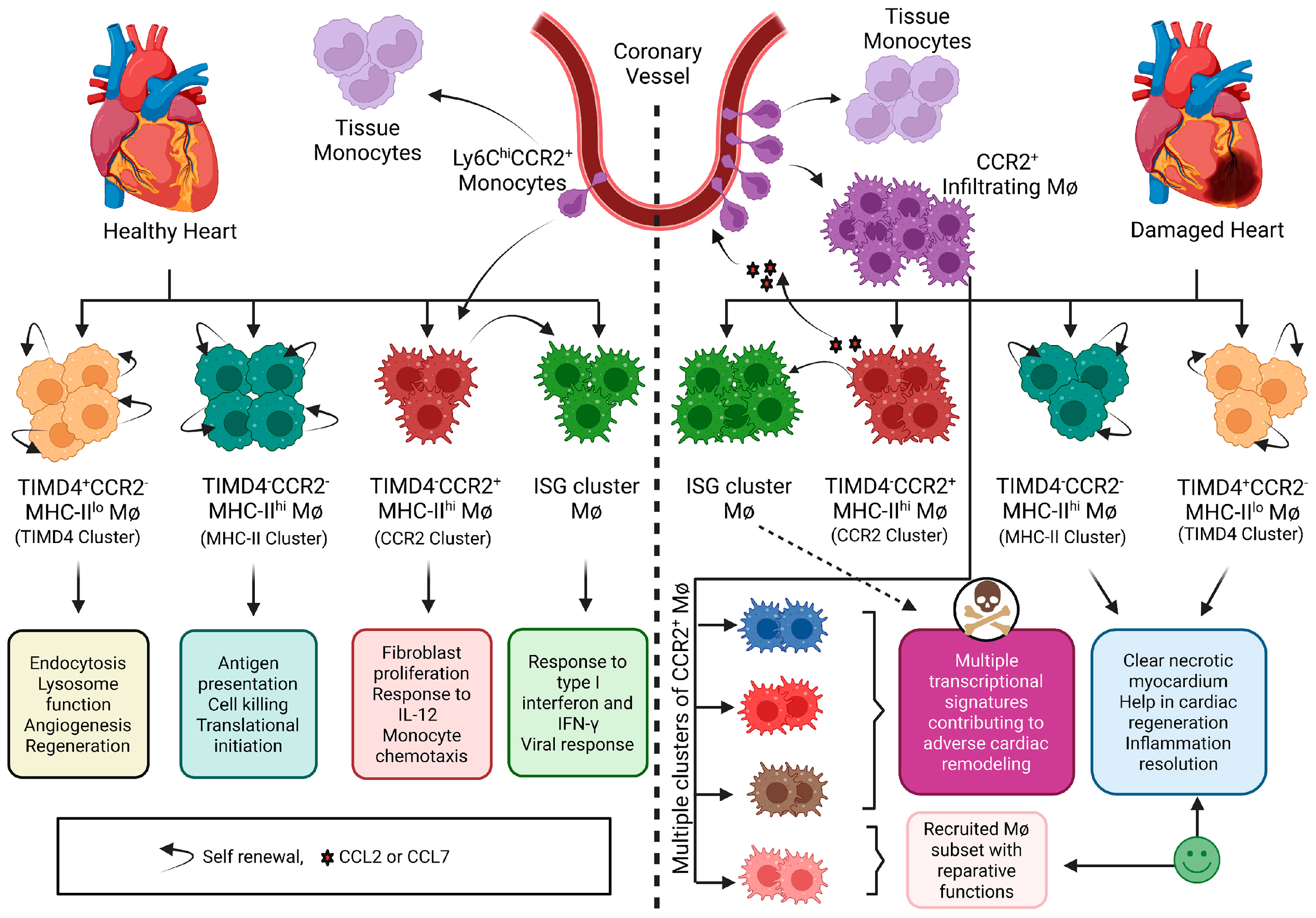Biomedicines 10 00661 g001