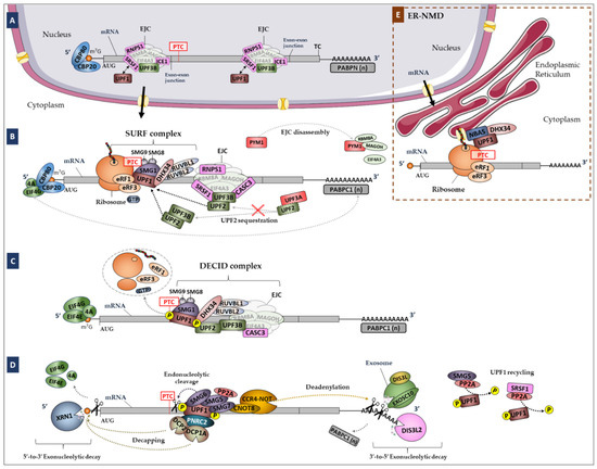 Biomedicines 10 00665 g001 550