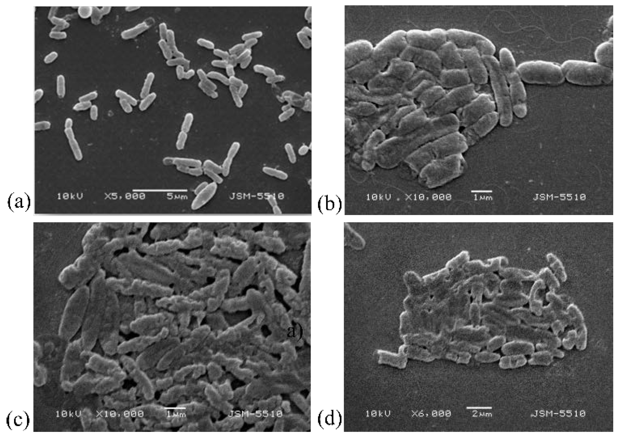Biomedicines 10 00672 g006