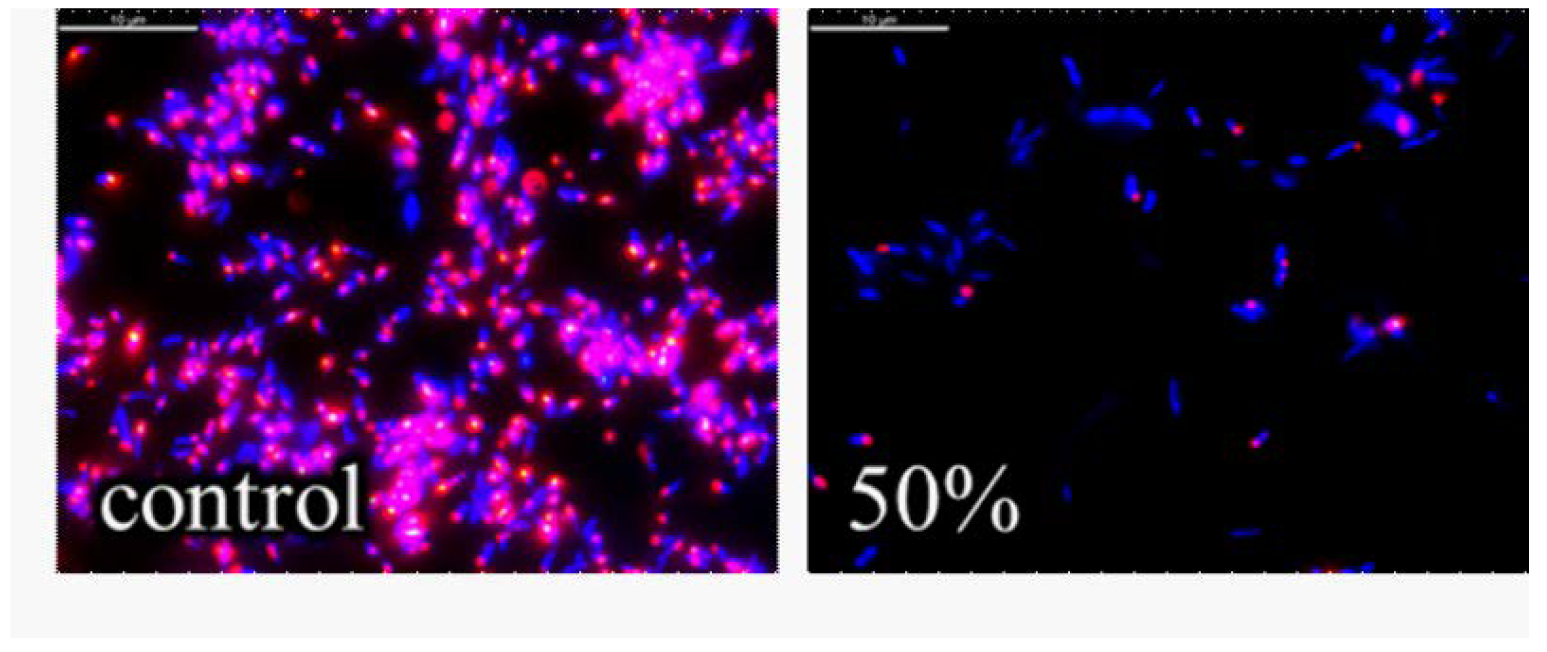 Biomedicines 10 00672 g007