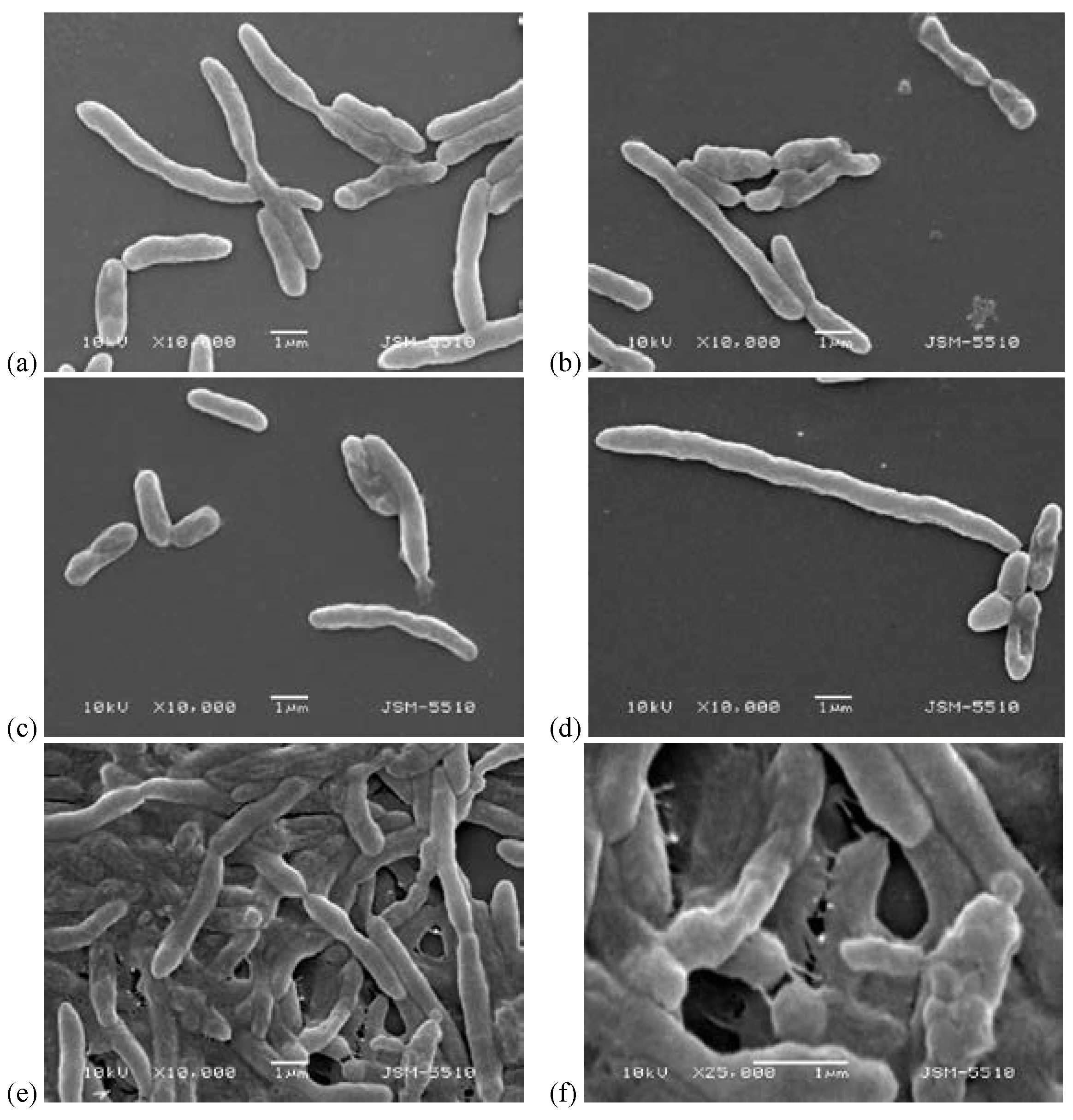 Biomedicines 10 00672 g011