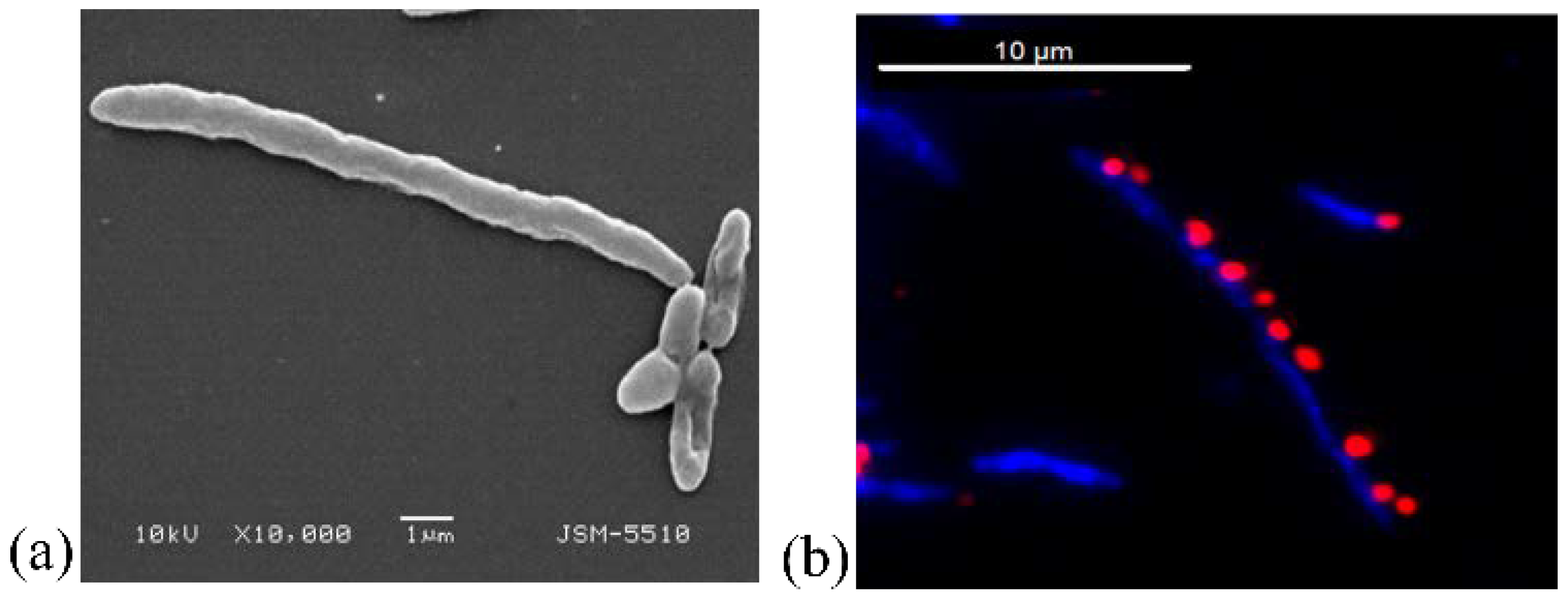 Biomedicines 10 00672 g012
