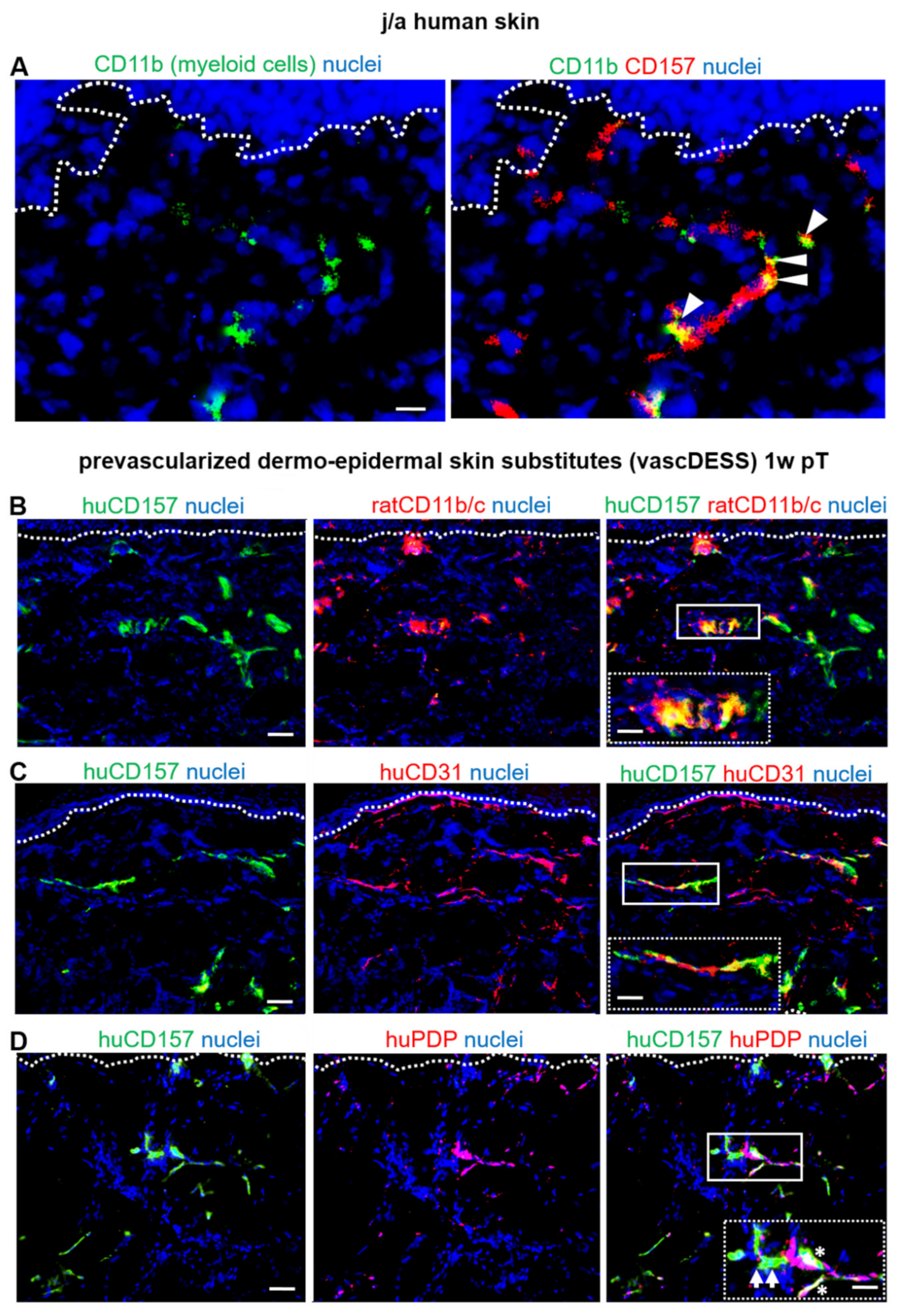 Biomedicines 10 00676 g006