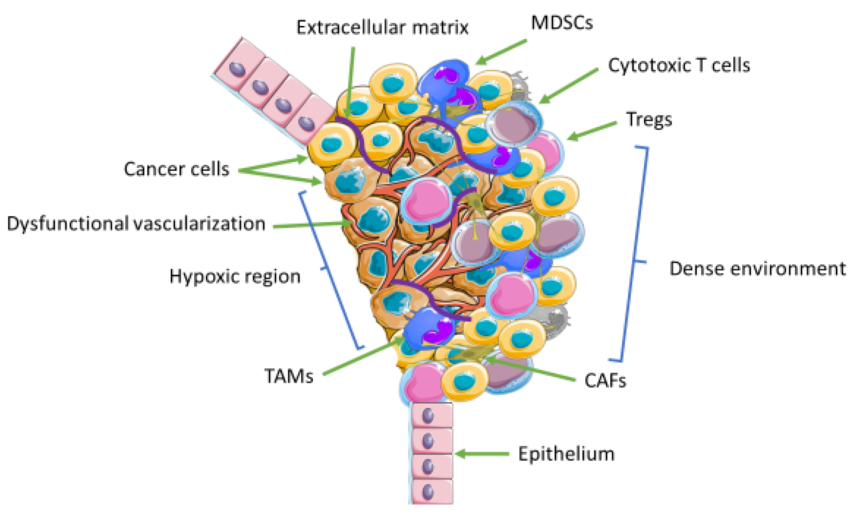 Biomedicines 10 00682 g002